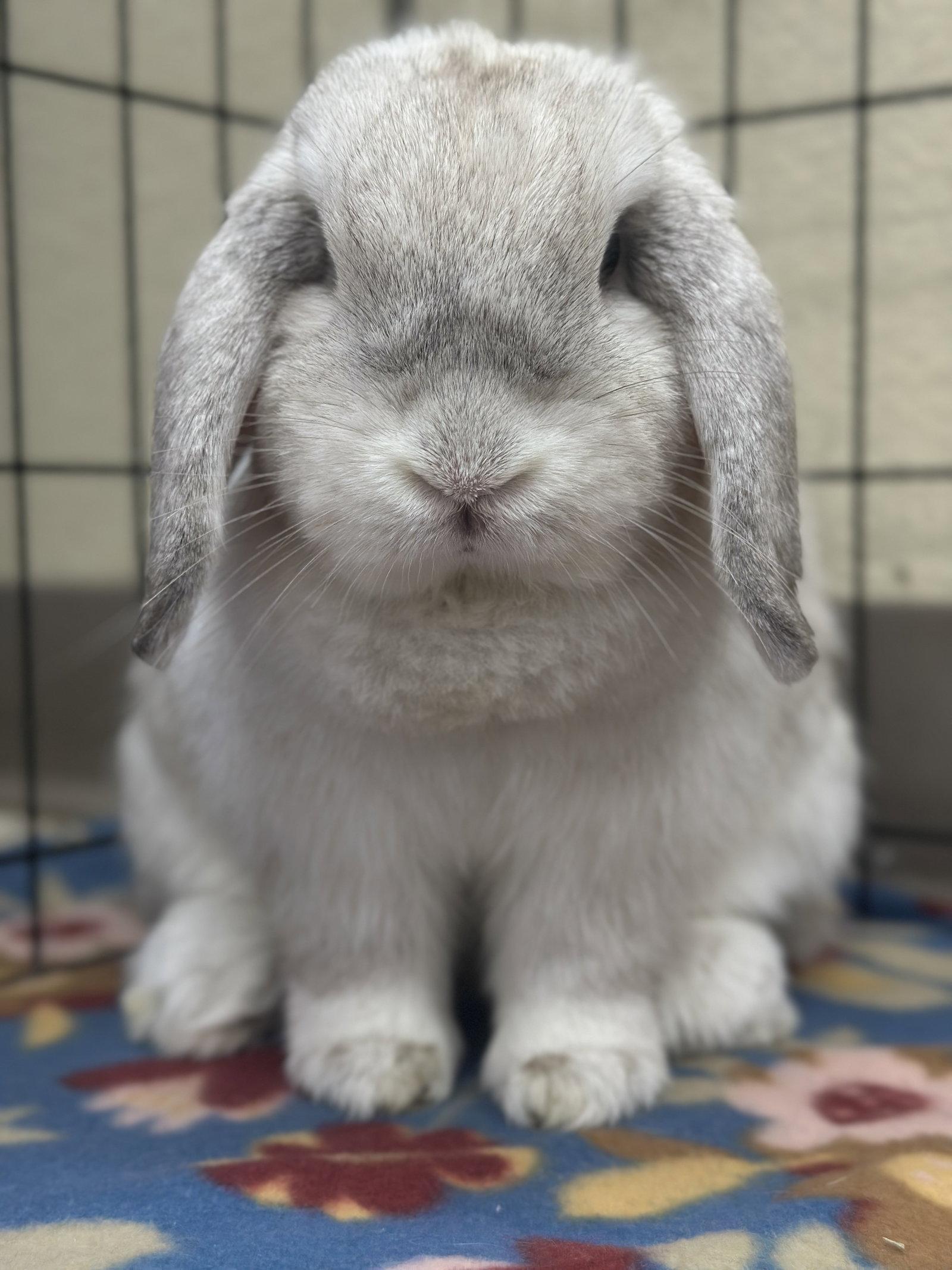 Enlarge Sandy, a Adopted Holland Lop in Queen Creek, AZ image 3/3