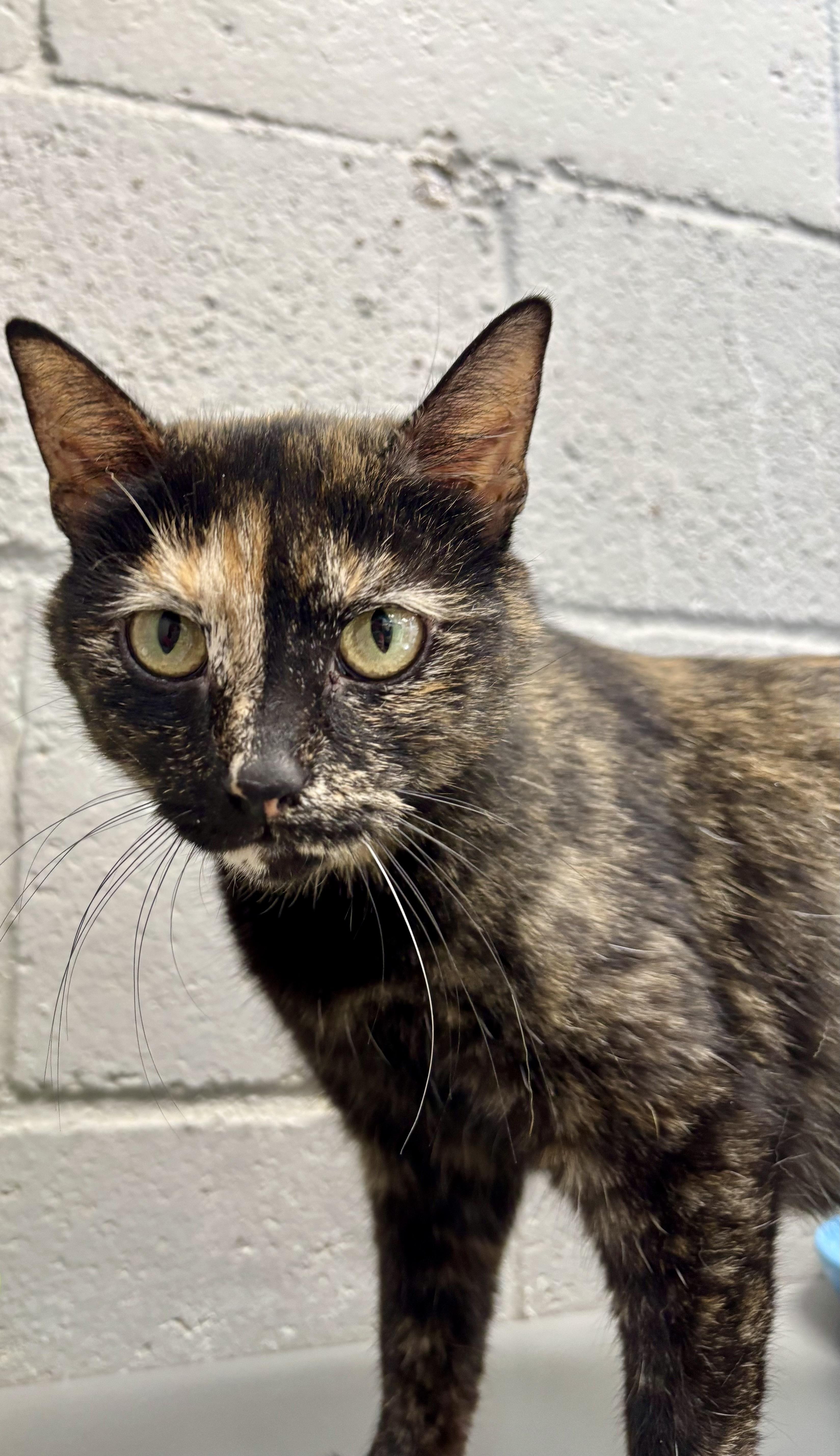 Huggles, a ADOPTABLE Tortoiseshell in Bardstown, KY image 4/5