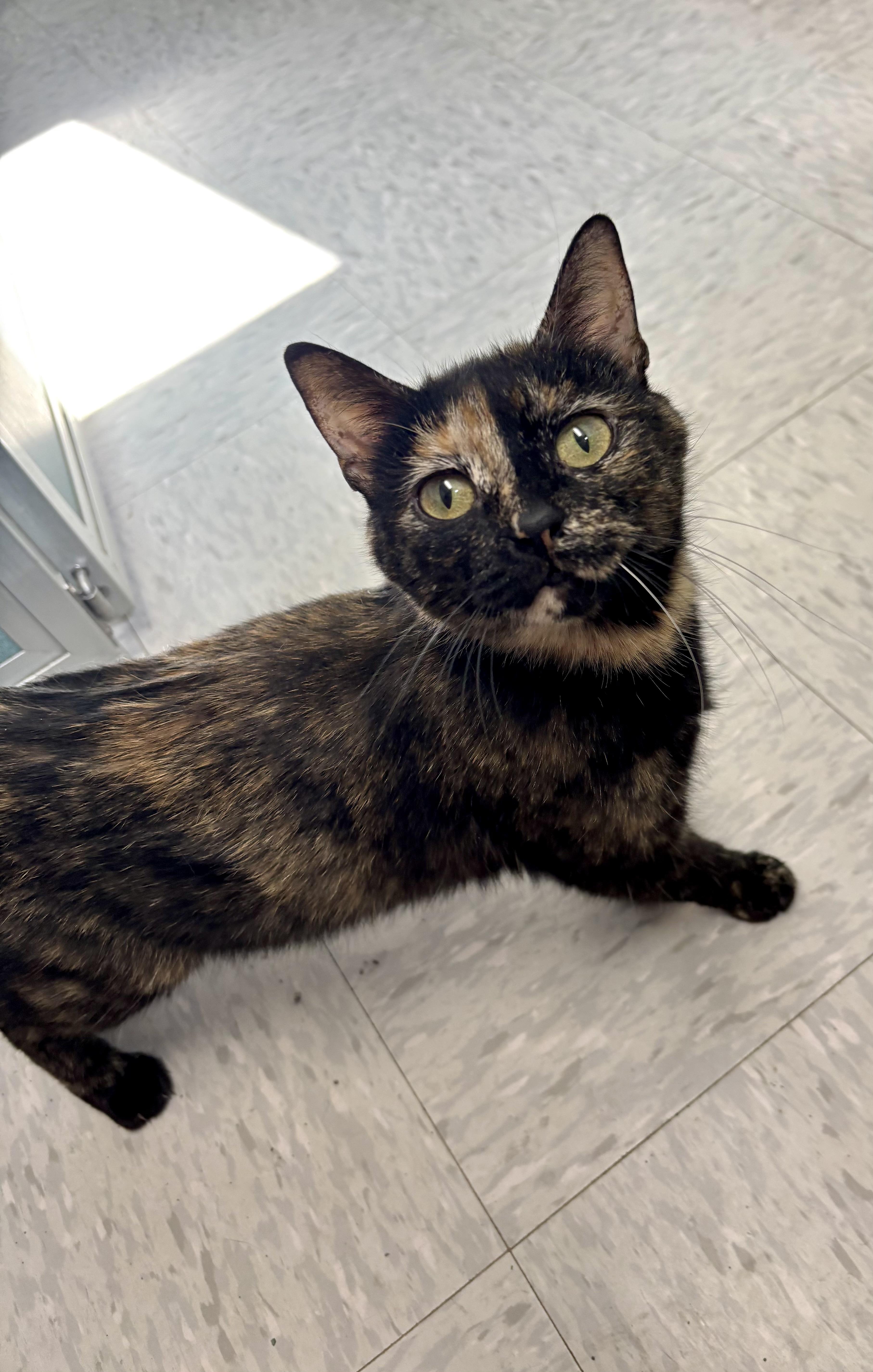 Huggles, a ADOPTABLE Tortoiseshell in Bardstown, KY image 2/5