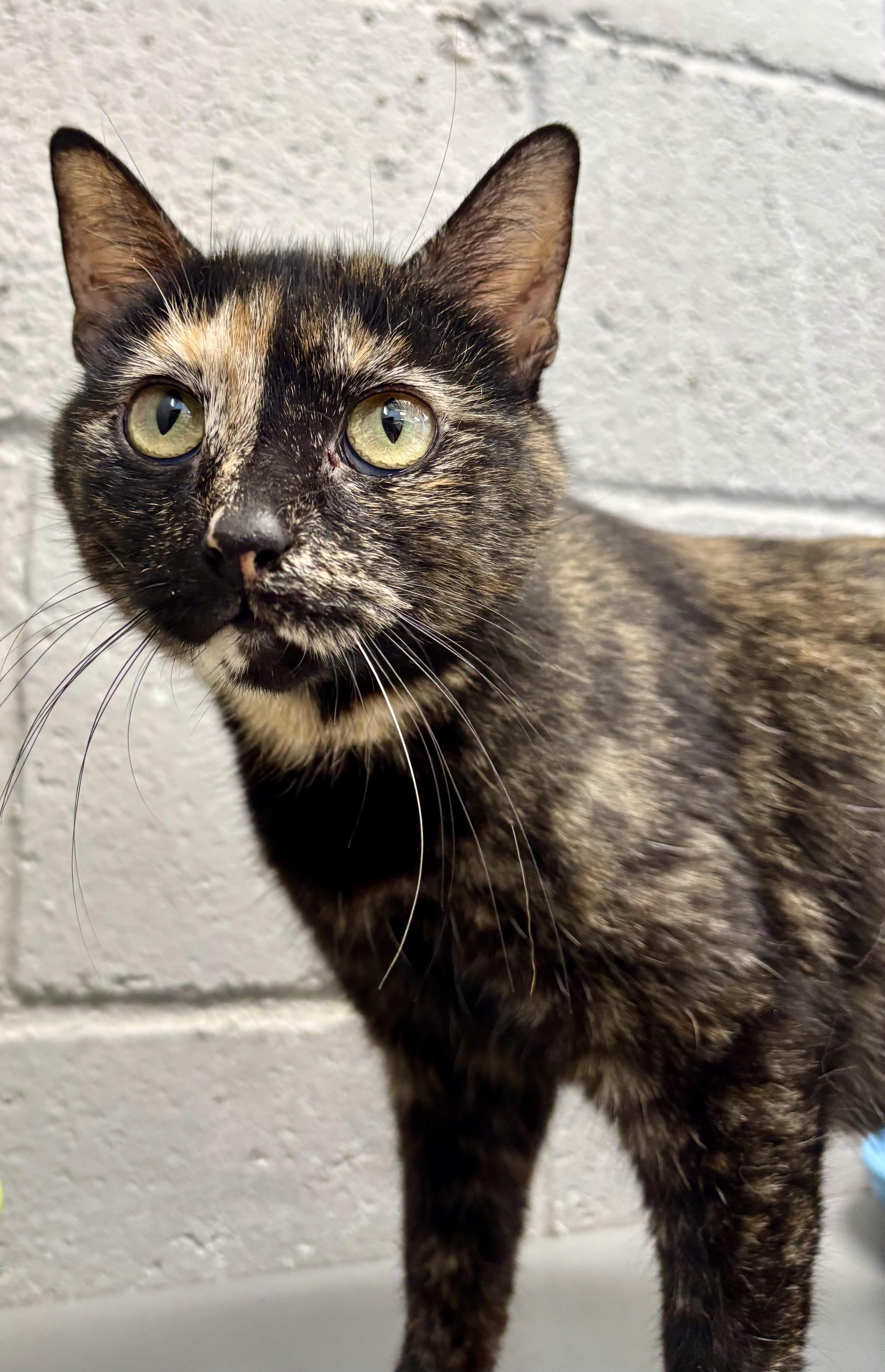 Huggles, a ADOPTABLE Tortoiseshell in Bardstown, KY image 3/5