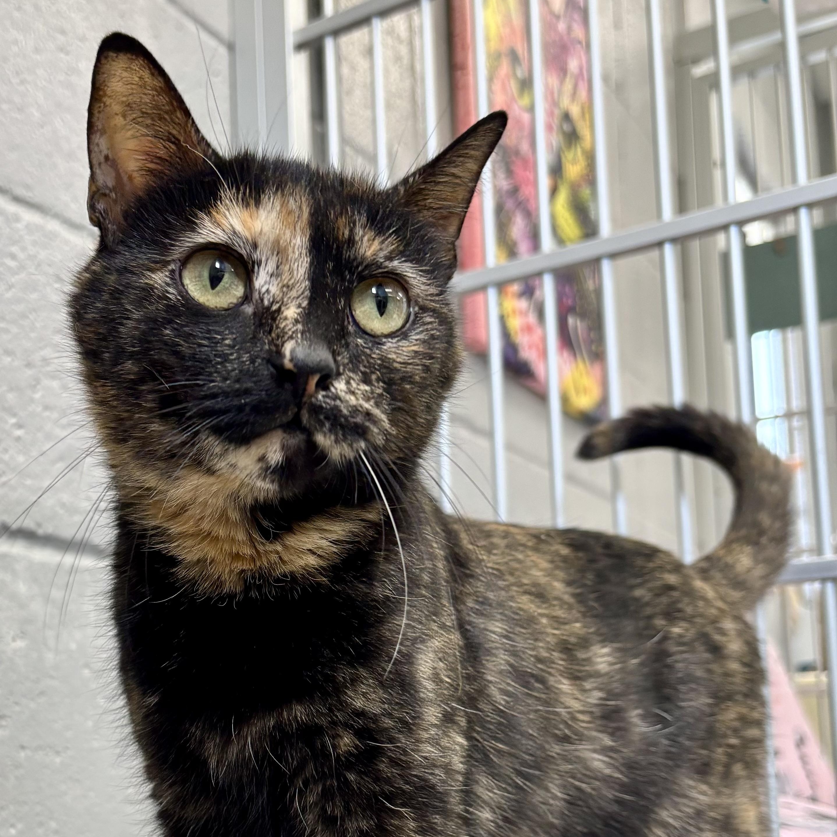 Huggles, ADOPTABLE, Adult Female Tortoiseshell.