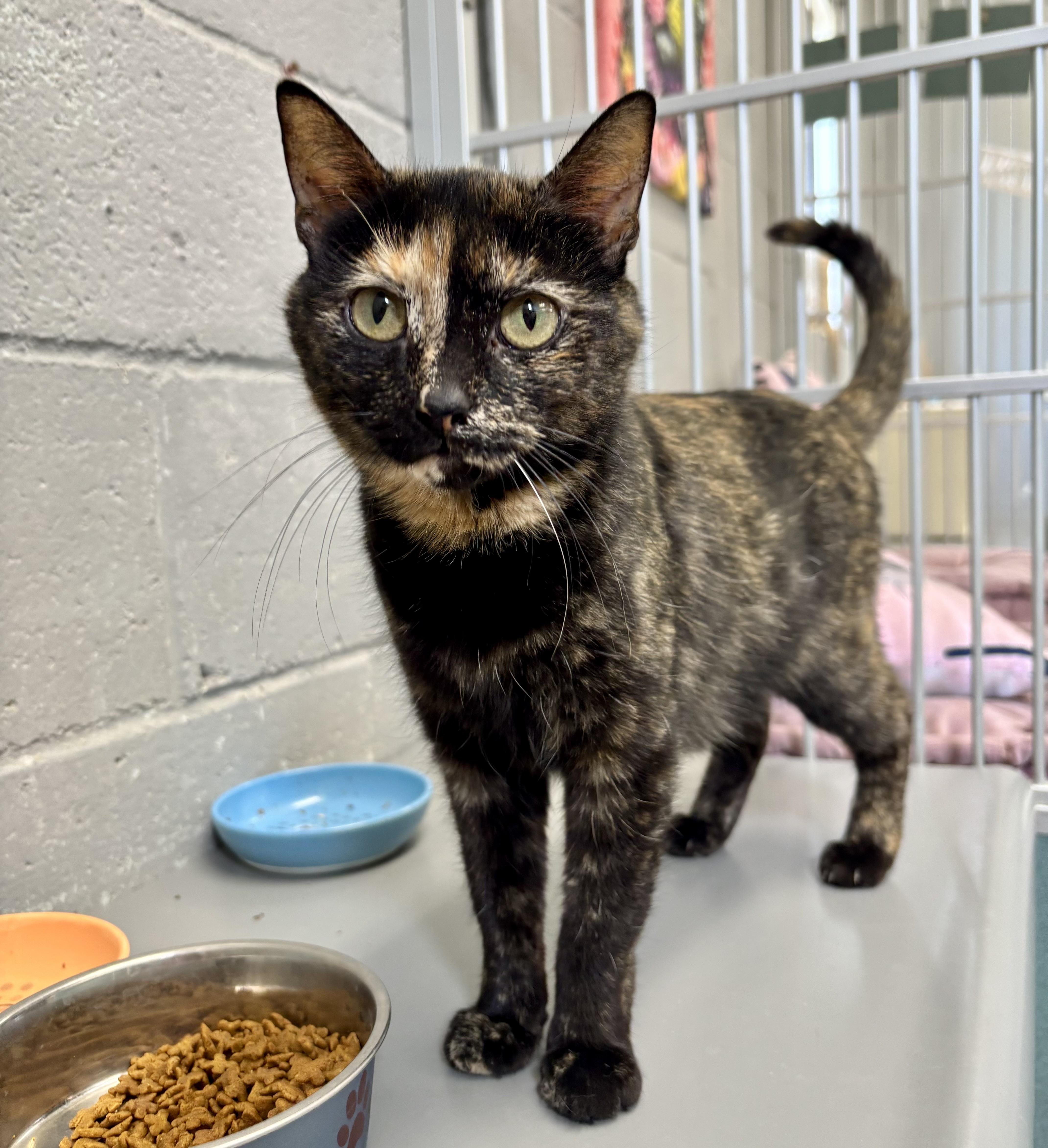 Huggles, a ADOPTABLE Tortoiseshell in Bardstown, KY image 5/5