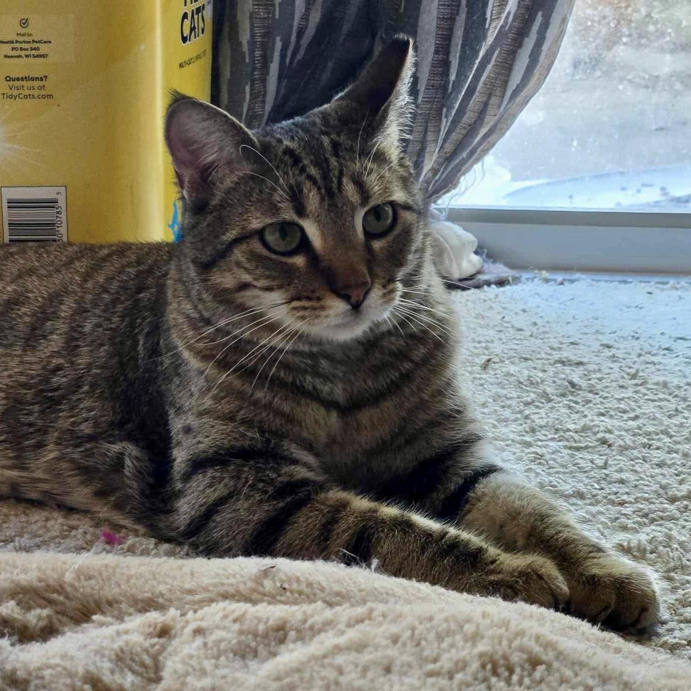 Enlarge Edgar Allan Poe, a Adoptable mixed breed in Tulsa, OK image 5/5