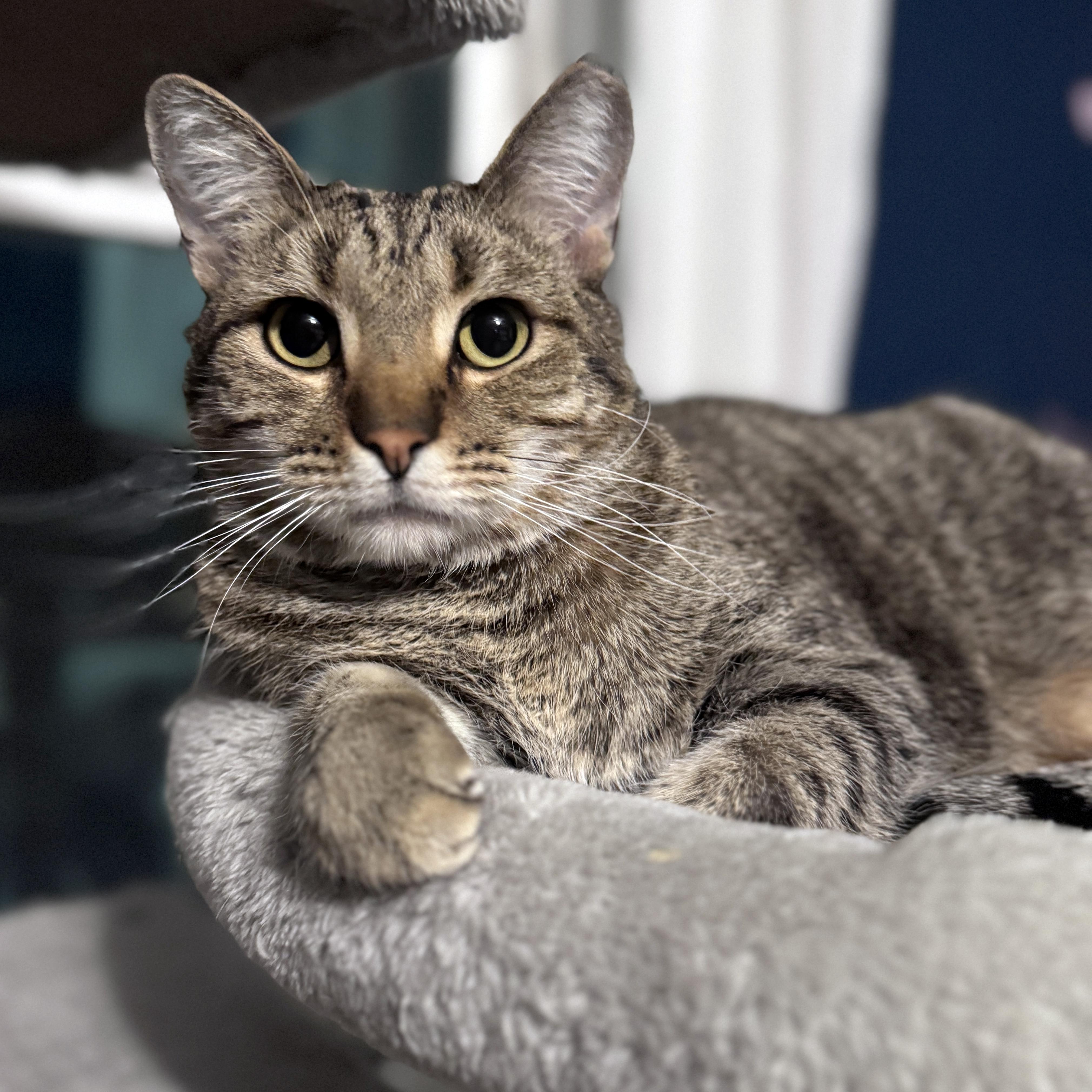 Edgar Allan Poe, Adoptable, Young Male Tabby & Domestic Short Hair.