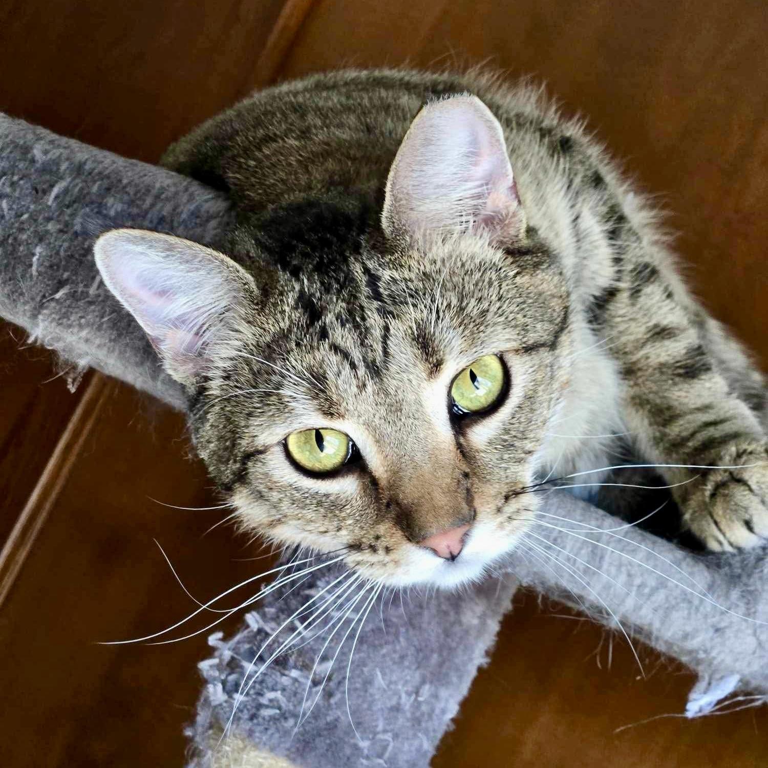 Enlarge Edgar Allan Poe, a Adoptable mixed breed in Tulsa, OK image 3/5