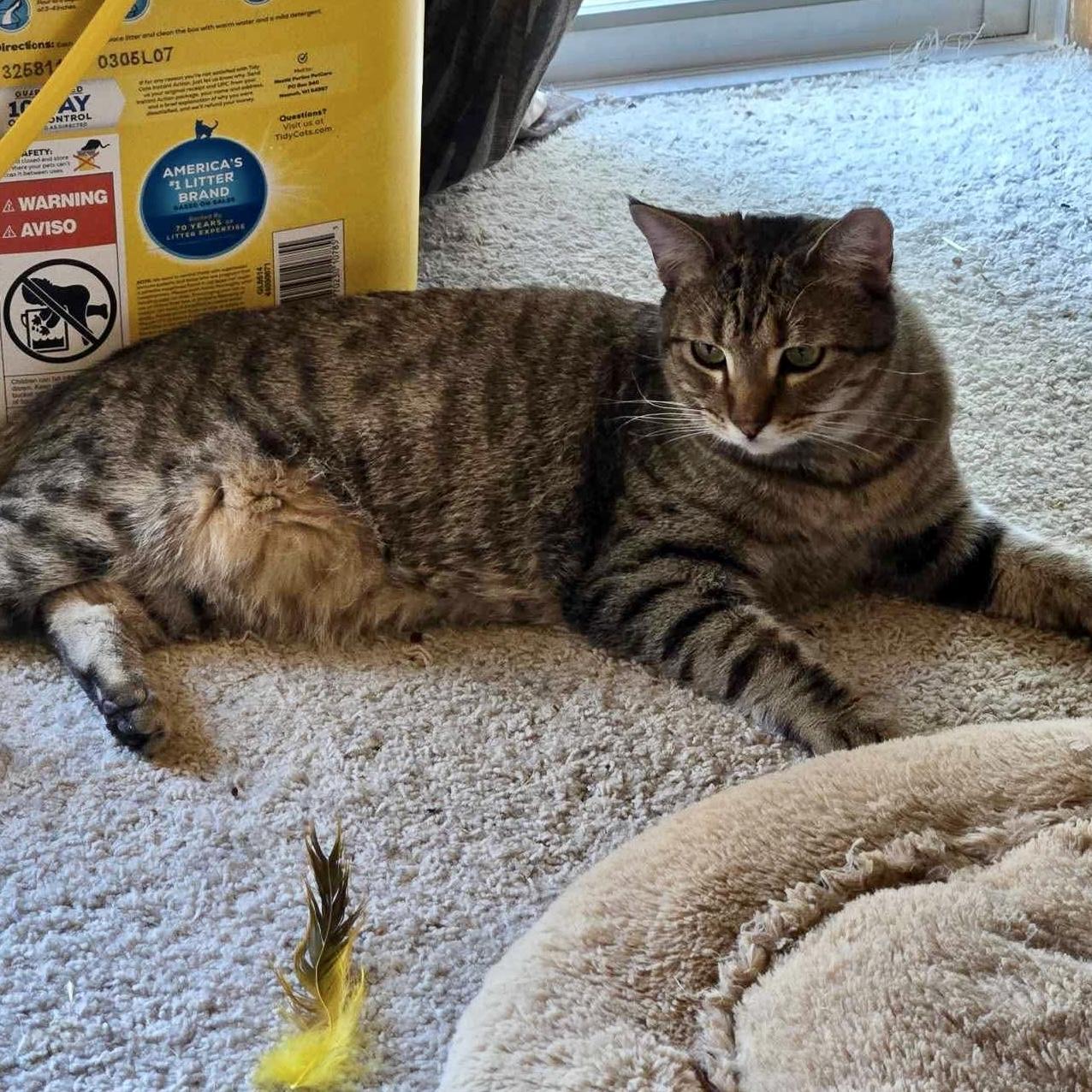 Enlarge Edgar Allan Poe, a Adoptable mixed breed in Tulsa, OK image 2/5