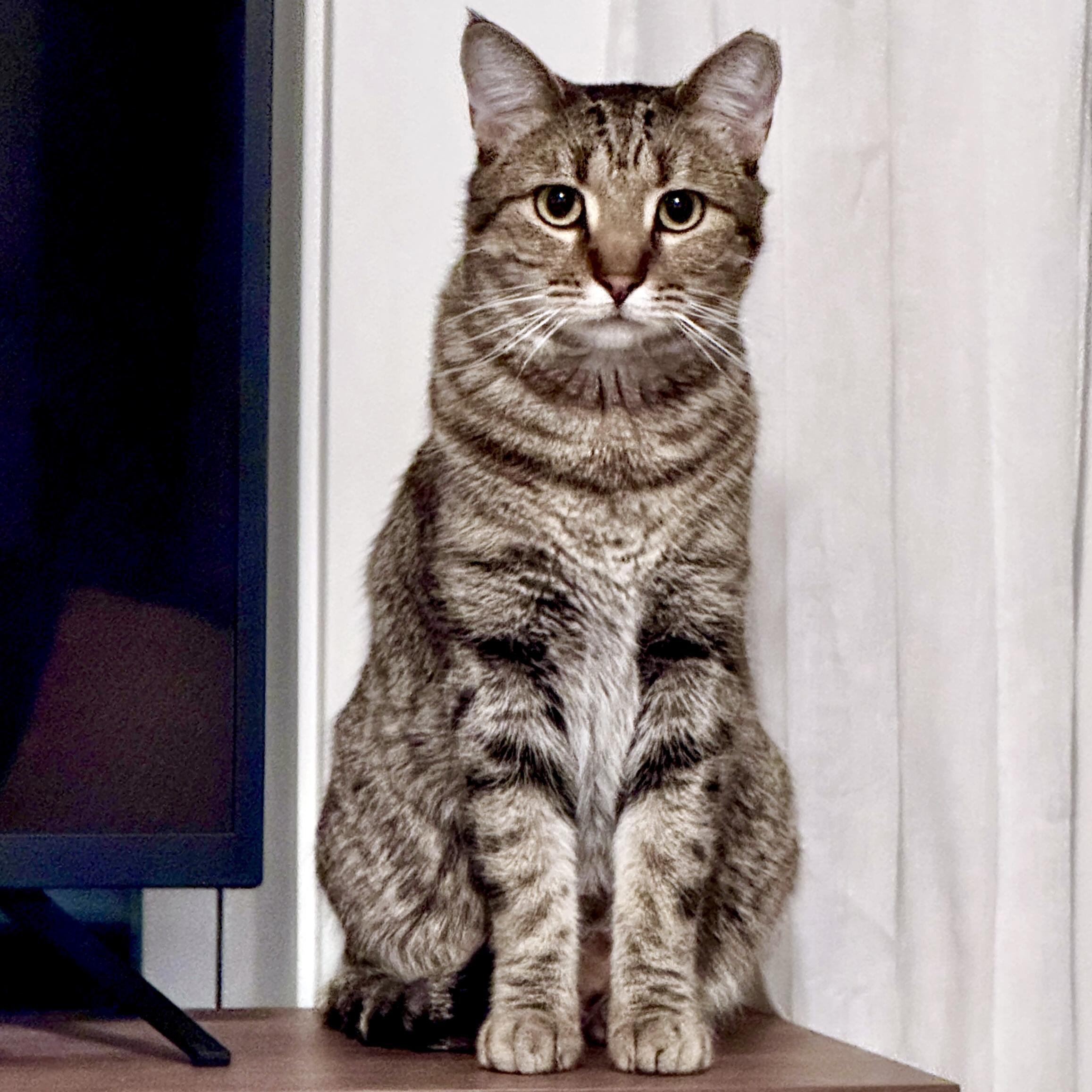 Edgar Allan Poe — thumbnail 2