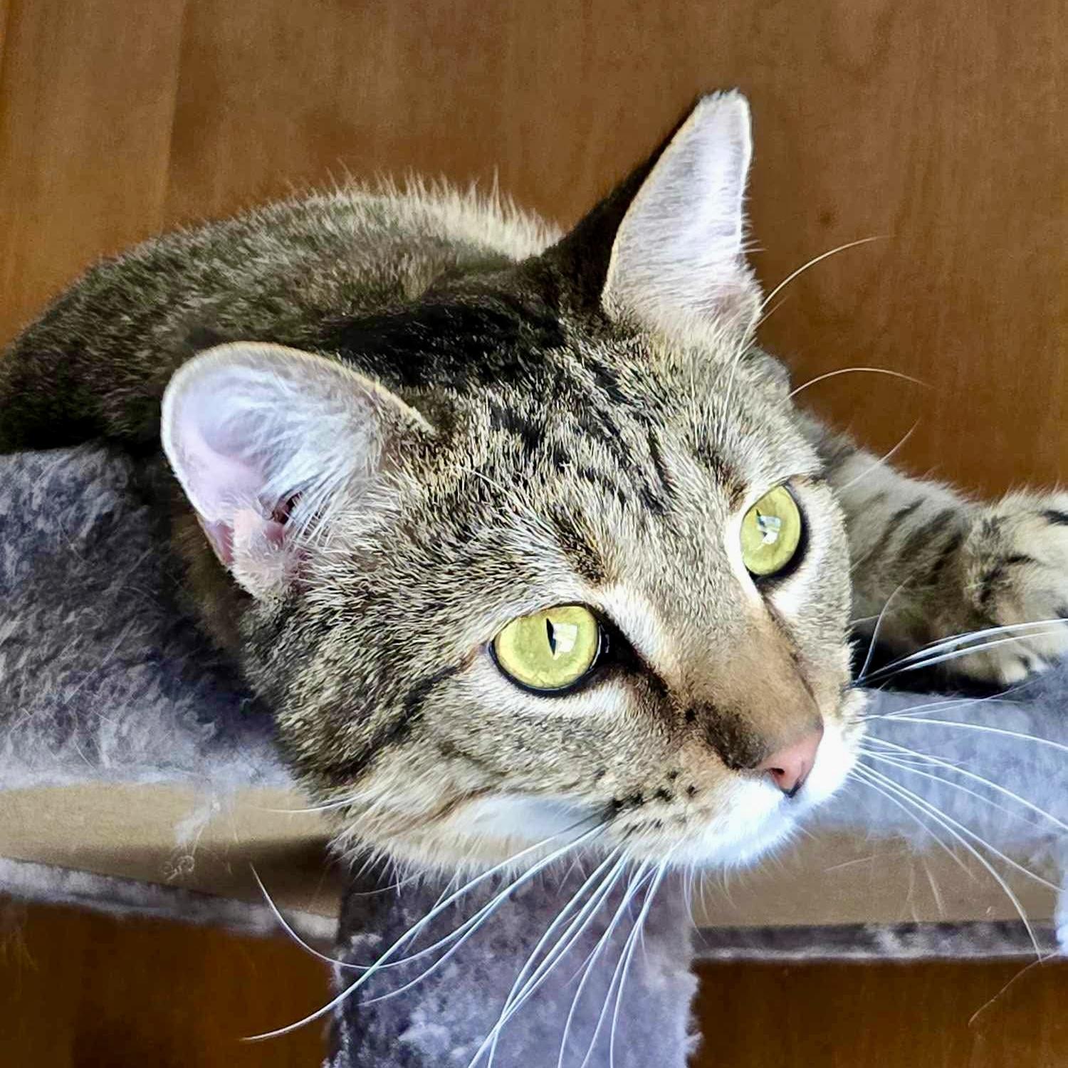 Enlarge Edgar Allan Poe, a Adoptable mixed breed in Tulsa, OK image 1/5