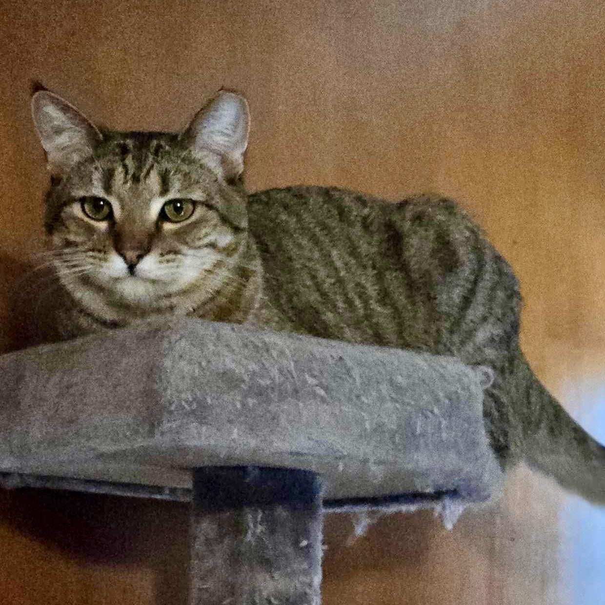 Enlarge Edgar Allan Poe, a Adoptable mixed breed in Tulsa, OK image 4/5