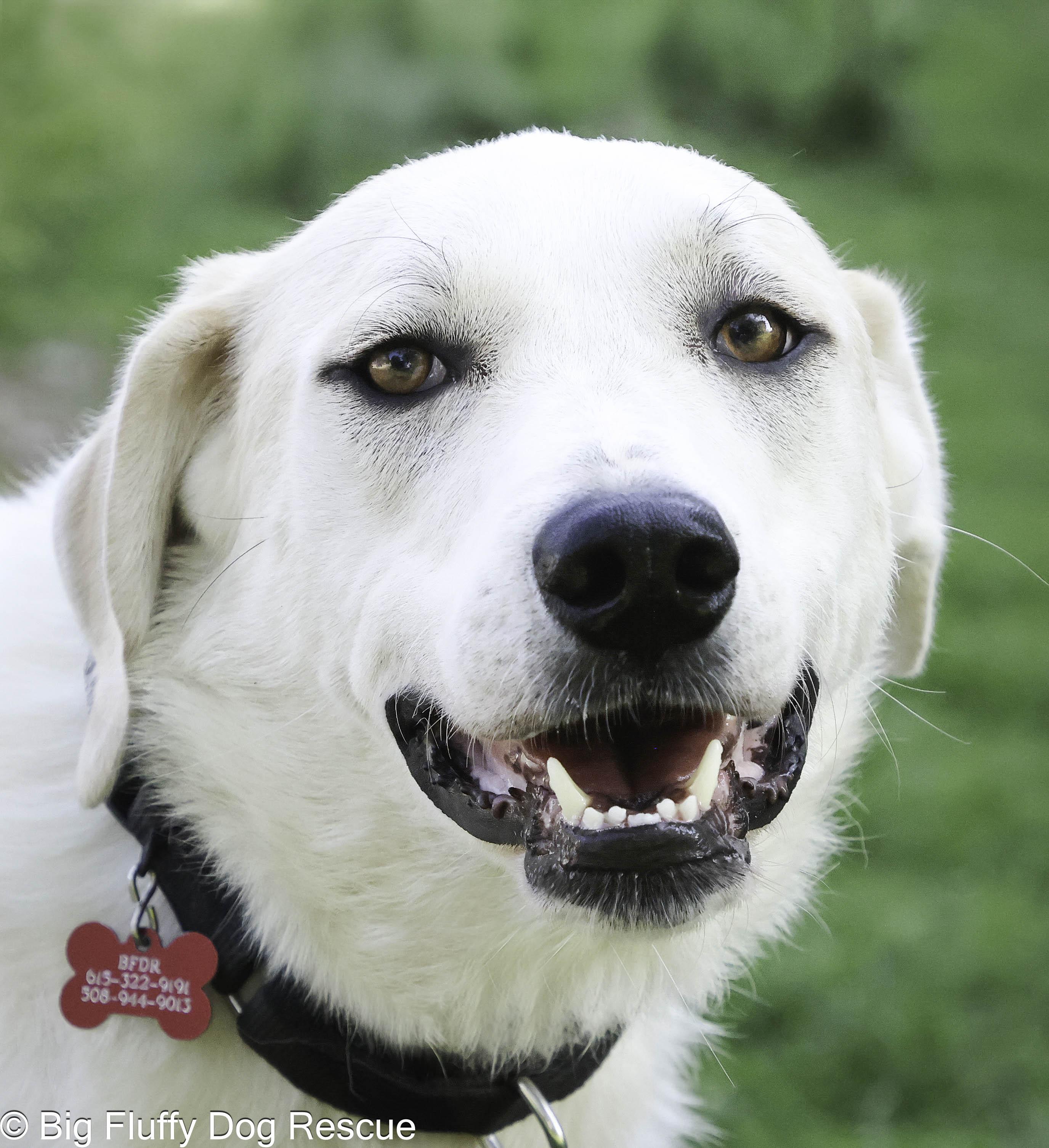 Dogs for Adoption near East Windsor: Find Your Furry Friend!