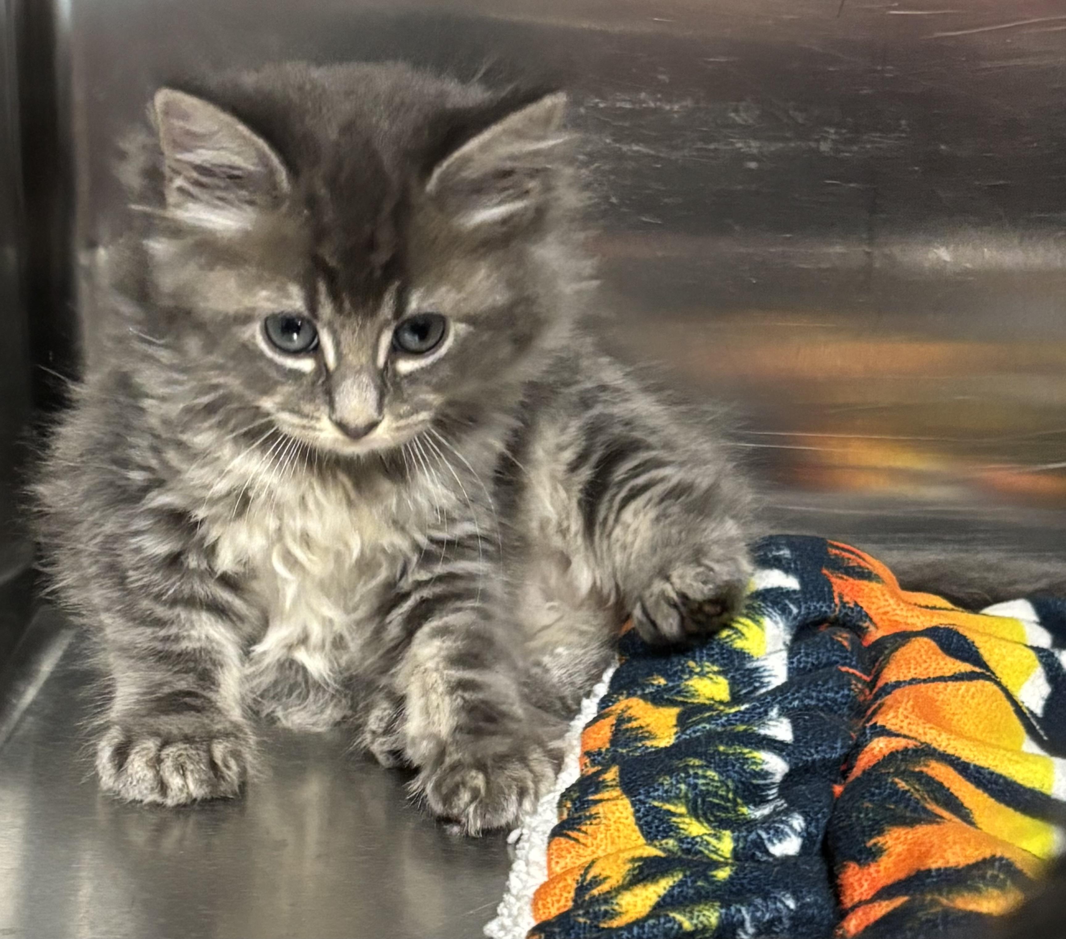 Enlarge The fluff Litter, a Adoptable Domestic Medium Hair in Marblehead, MA image 2/2