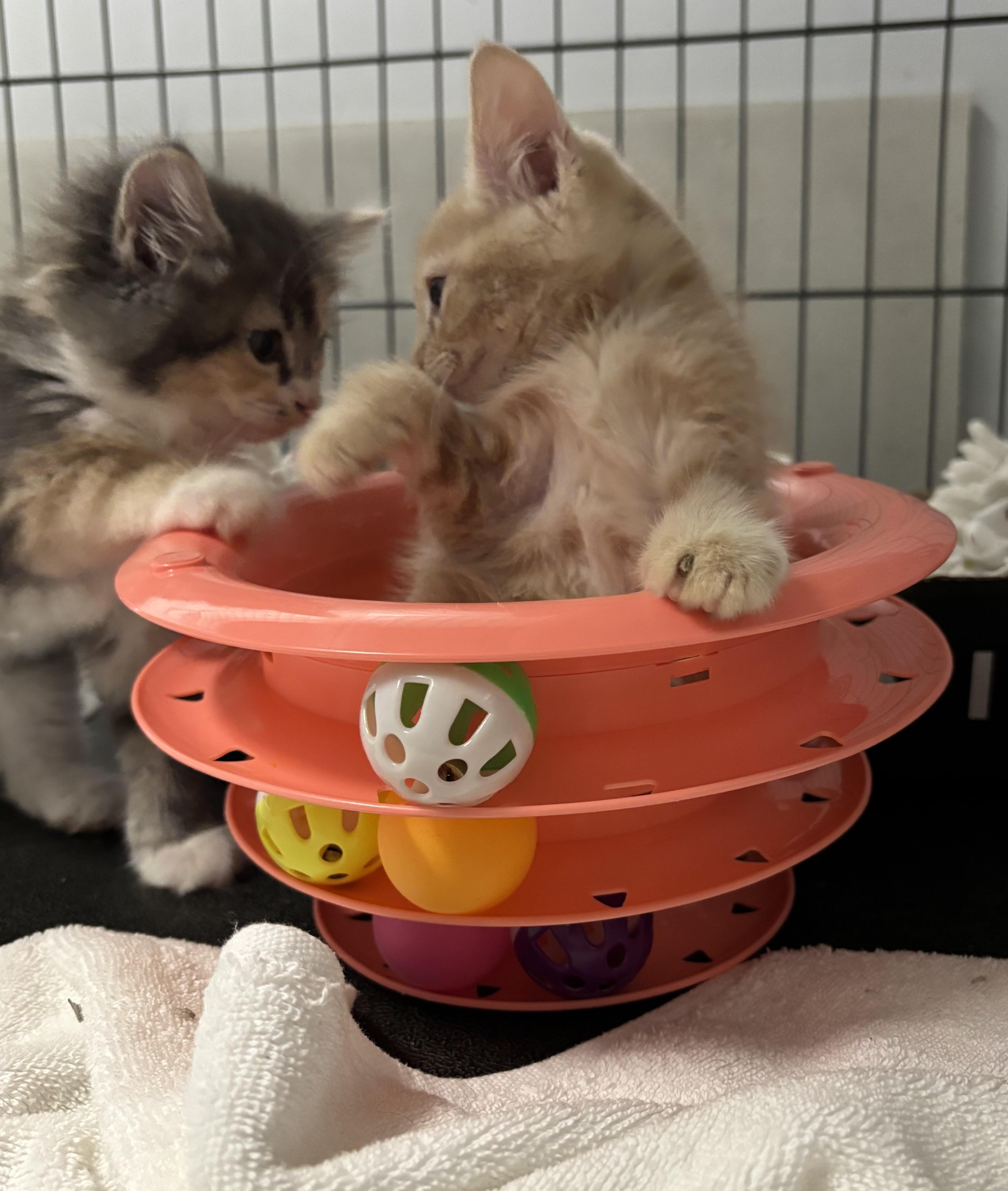 The fluff Litter, Adoptable, Kitten Male Domestic Medium Hair.