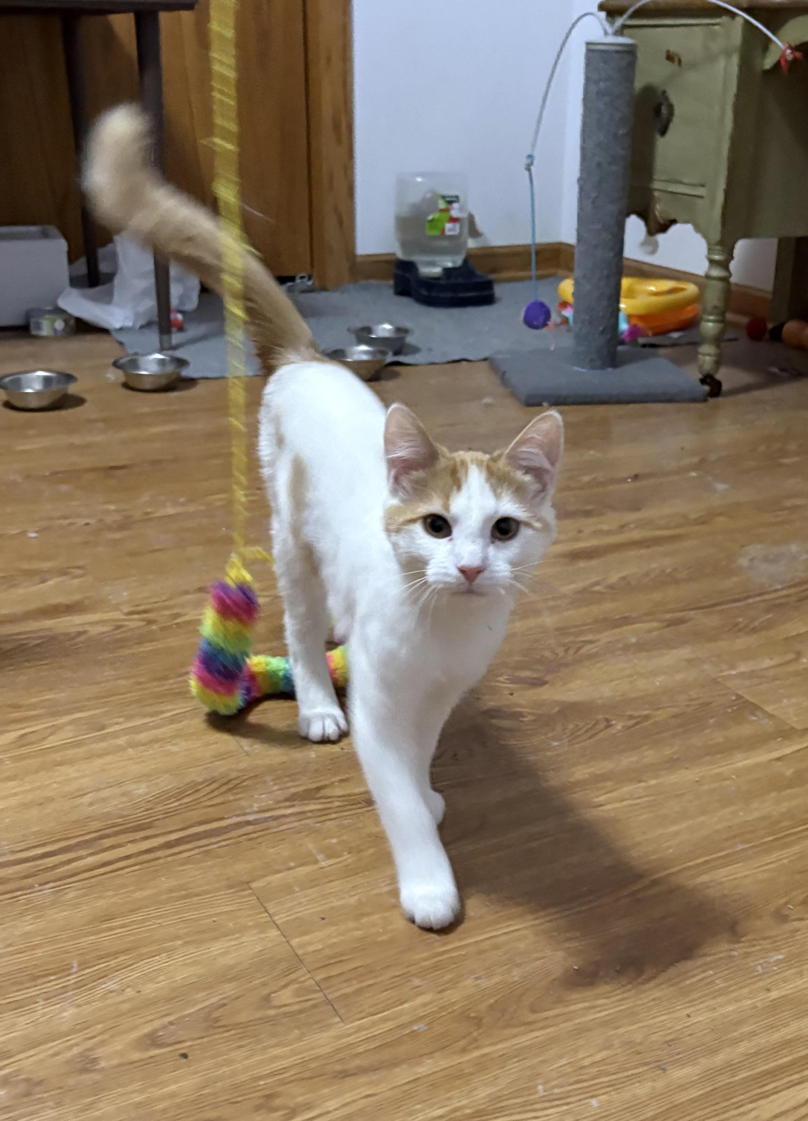 Enlarge Brody, a Adoptable Domestic Short Hair in Faribault, MN image 2/3