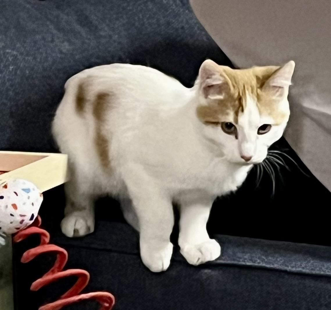 Brody, Adoptable, Kitten Male Domestic Short Hair.