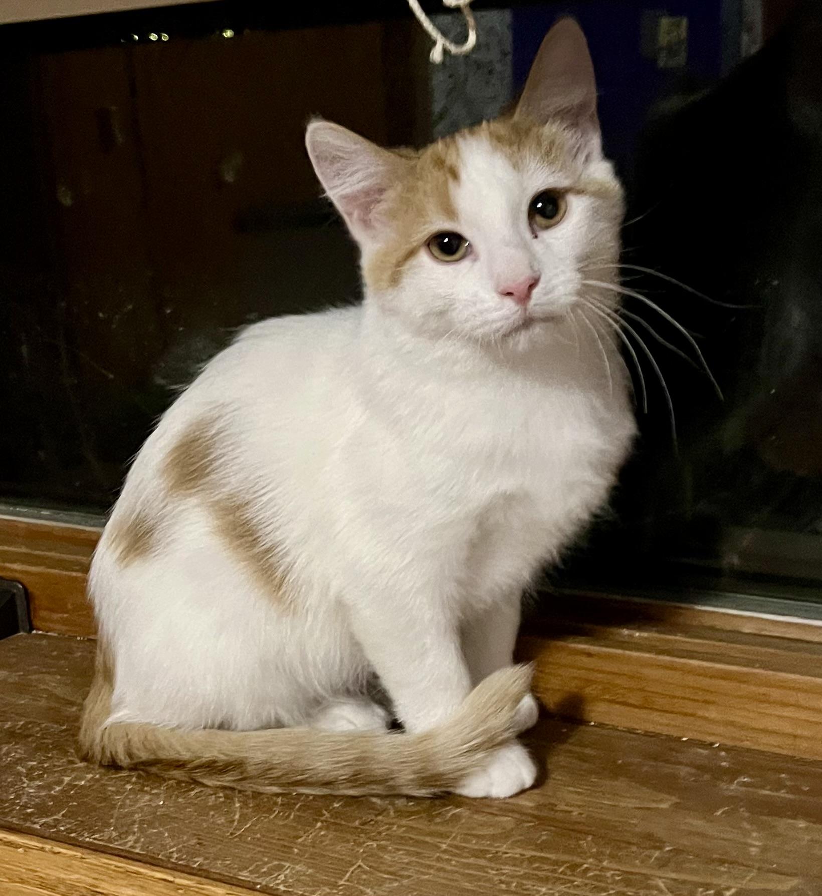 Enlarge Brody, a Adoptable Domestic Short Hair in Faribault, MN image 3/3