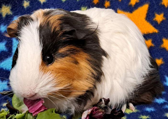 Jonah, a ADOPTABLE Short-Haired in Steger, IL image 4/5