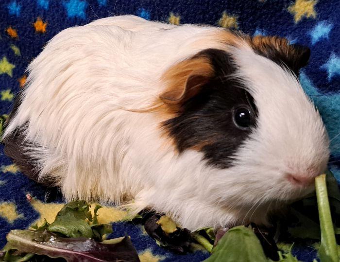 Jonah, a ADOPTABLE Short-Haired in Steger, IL image 3/5