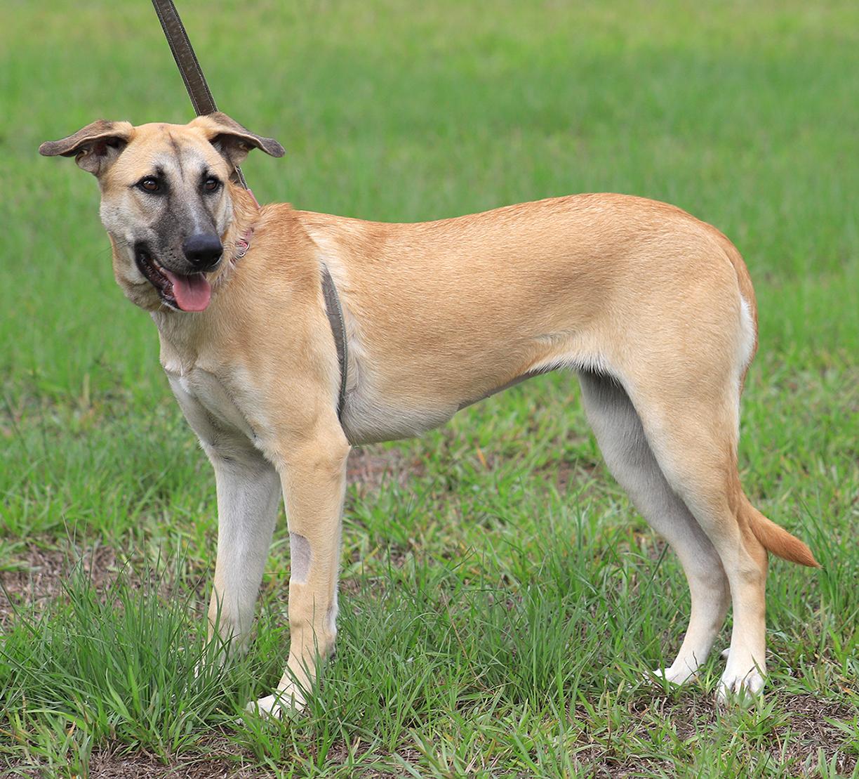 Enlarge Leia, a Adoptable mixed breed in North Fort Myers, FL image 3/3