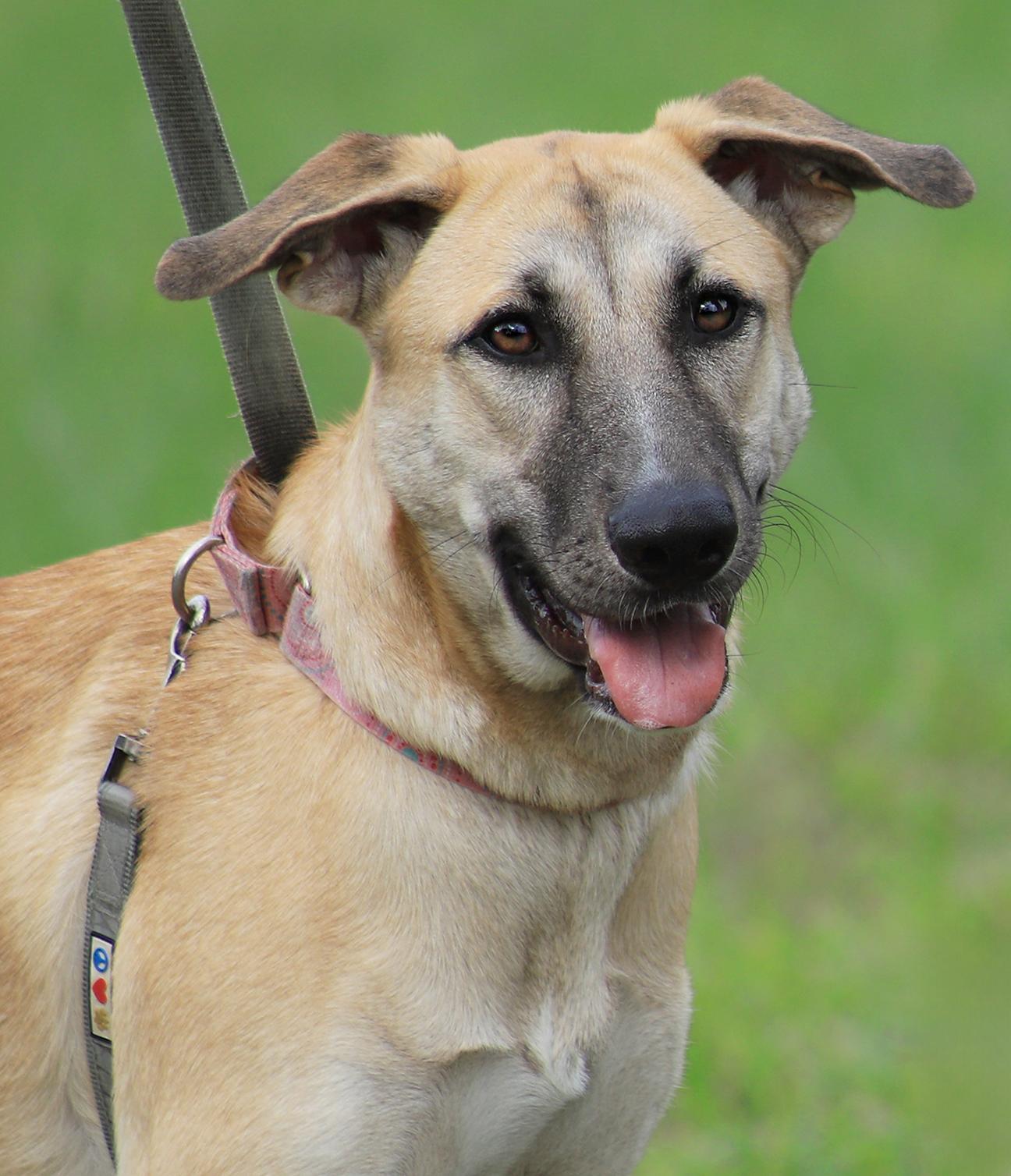 Leia, Adoptable, Young Female German Shepherd Dog.