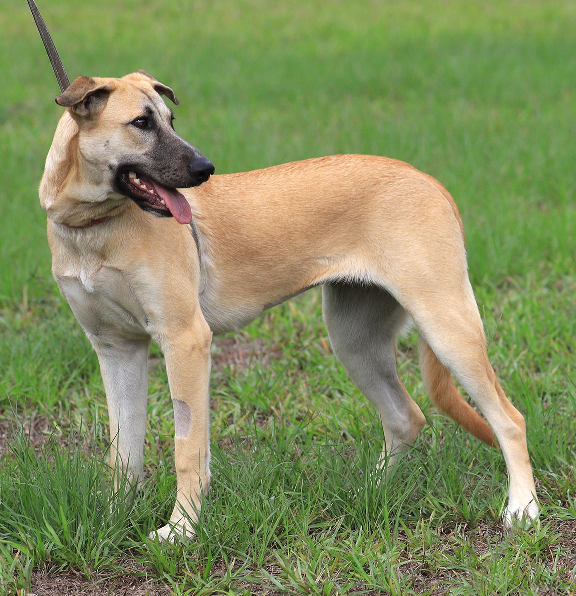 Enlarge Leia, a Adoptable mixed breed in North Fort Myers, FL image 2/3