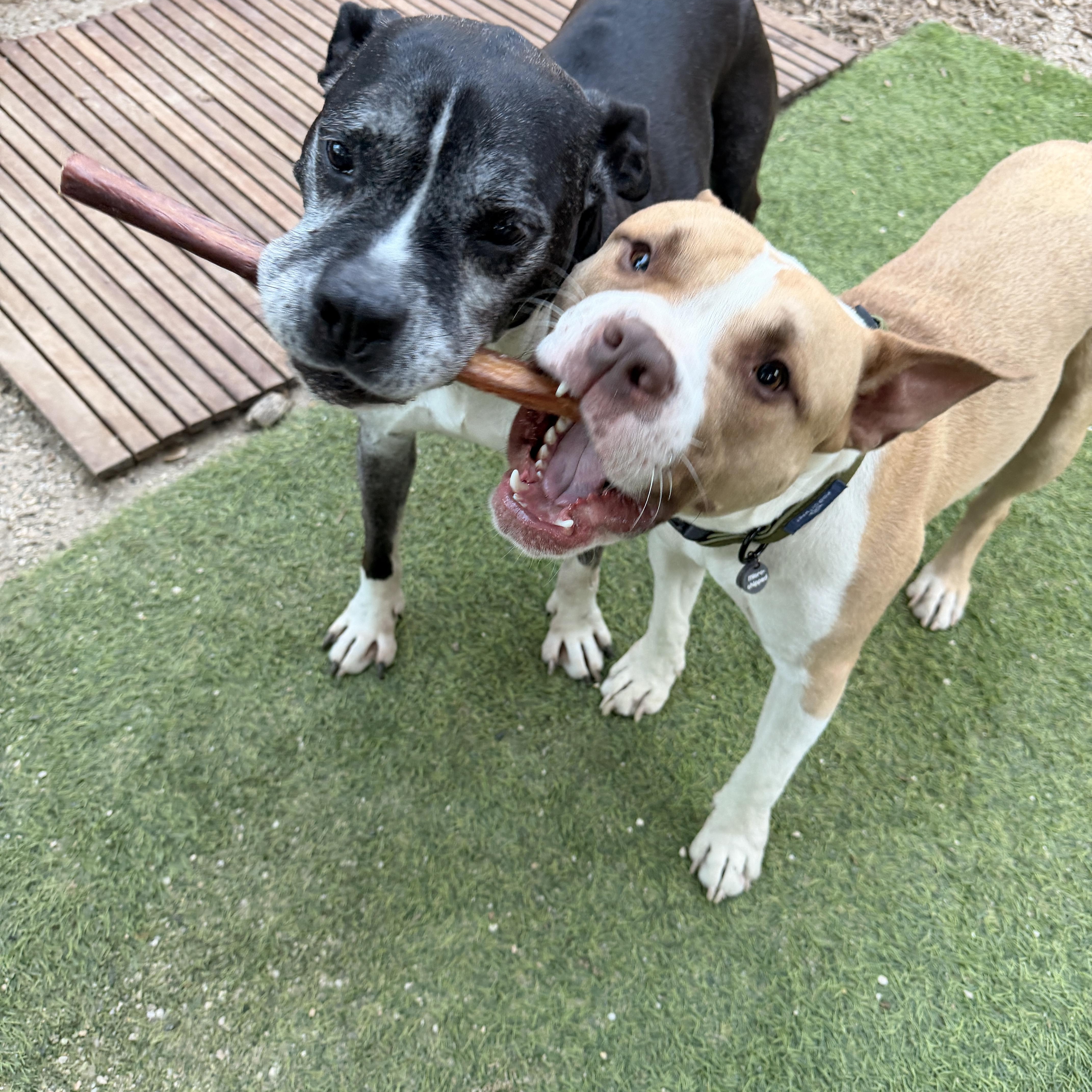 Enlarge Biggie, an adopted Pit Bull Terrier in Reno, NV image 4/6