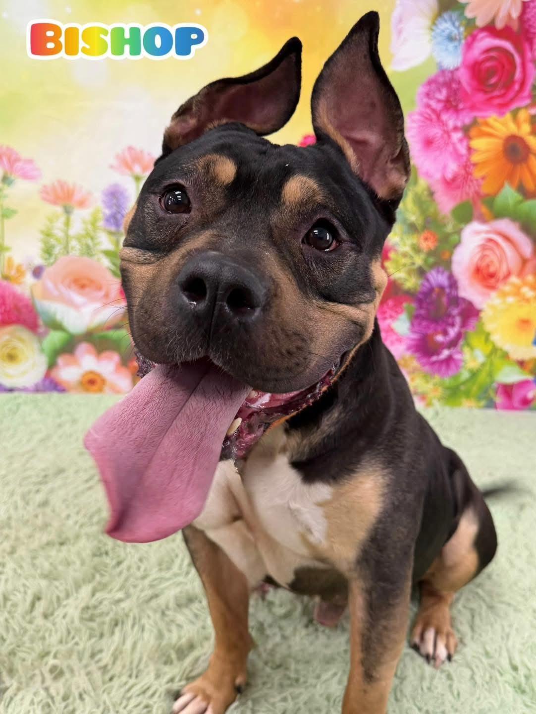 Bishop, an adoptable Mixed Breed in Flint, MI image 1/2