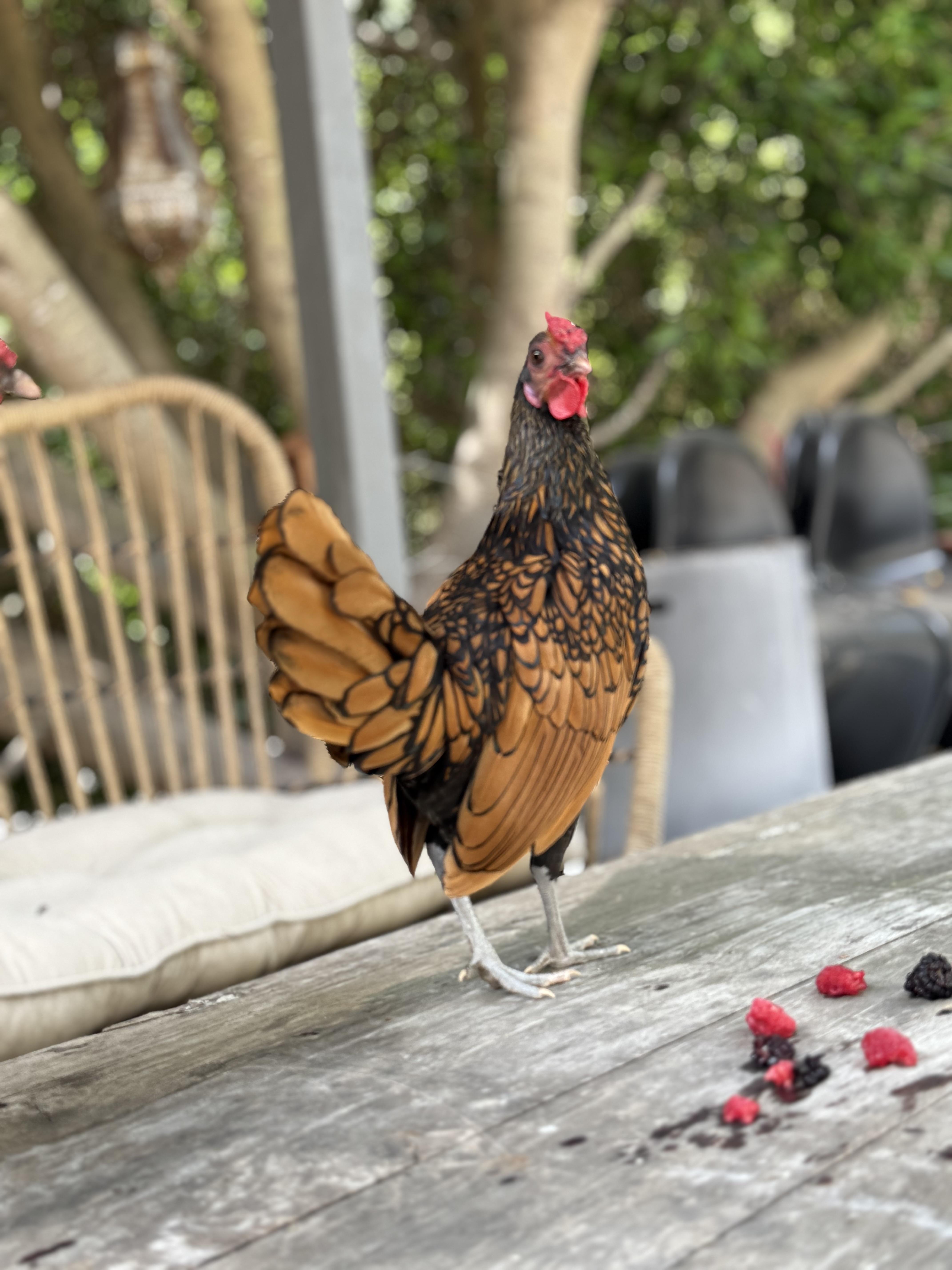 Enlarge Sir Charles, a Adoptable Chicken in Malibu, CA image 3/3