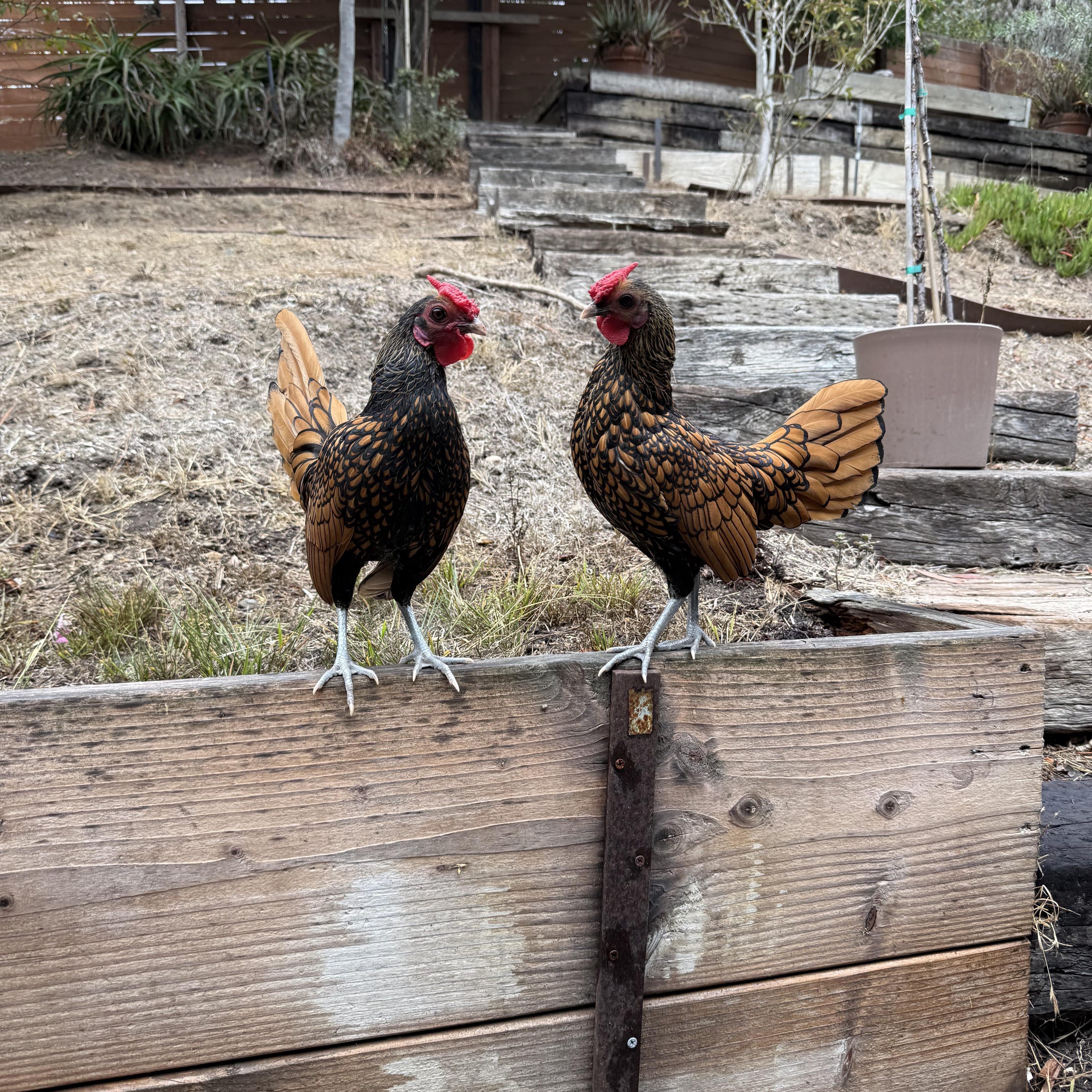Sir Charles, Adoptable, Young Male Chicken.