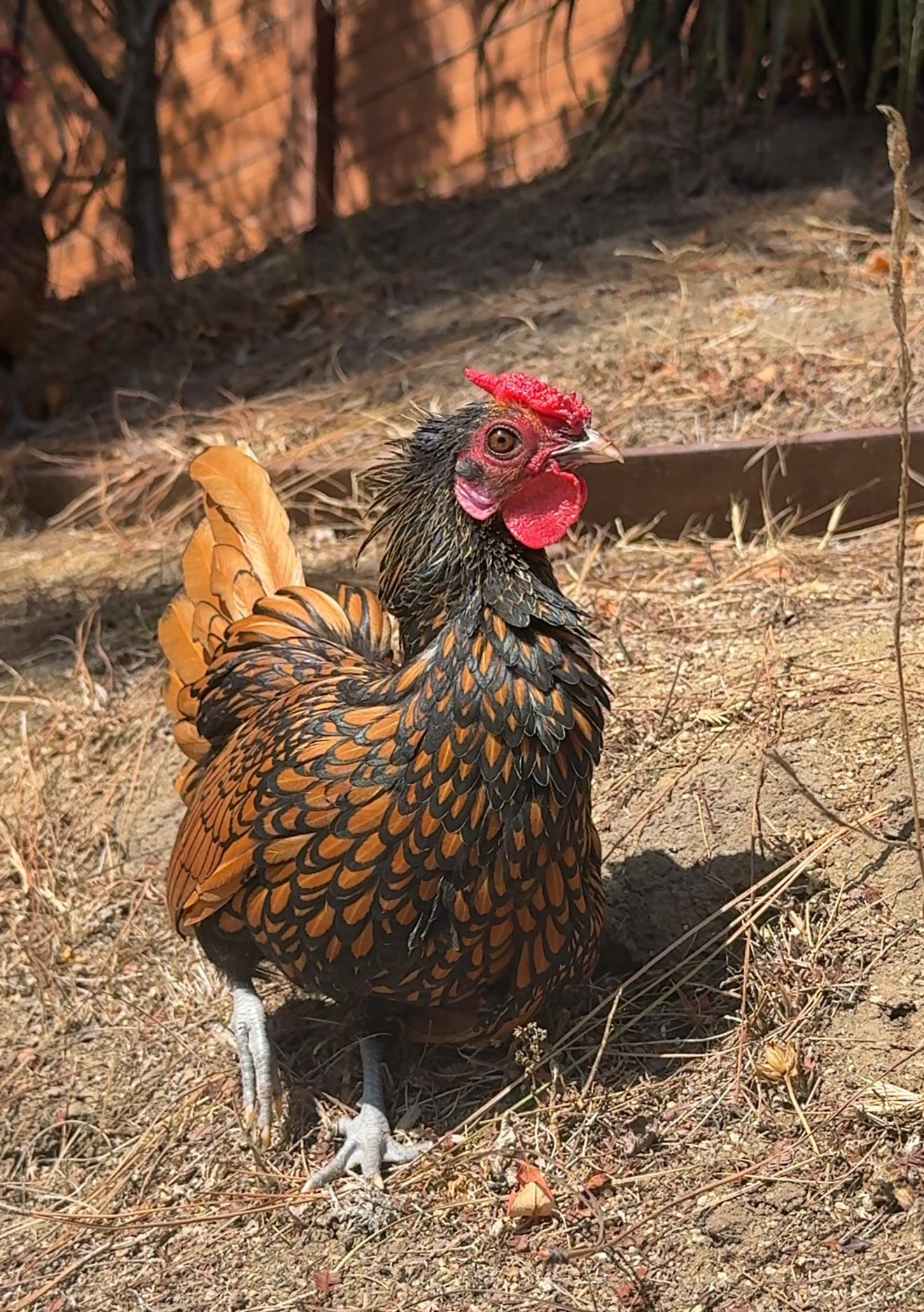 Enlarge Sir Charles, a Adoptable Chicken in Malibu, CA image 1/3