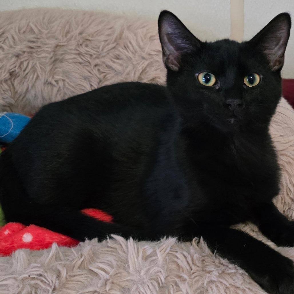 Enlarge Bowser, a Adoptable Domestic Short Hair in Hanna City, IL image 1/5