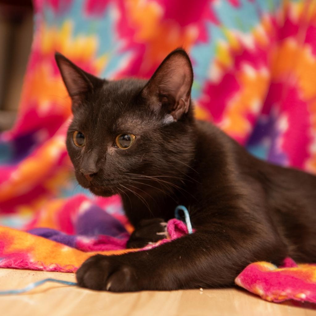 Enlarge Bowser, a Adoptable Domestic Short Hair in Hanna City, IL image 2/5