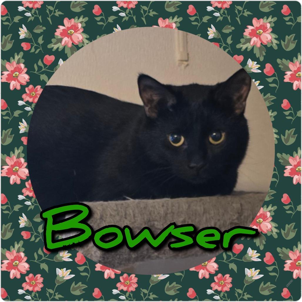 Enlarge Bowser, a Adoptable Domestic Short Hair in Hanna City, IL image 5/5