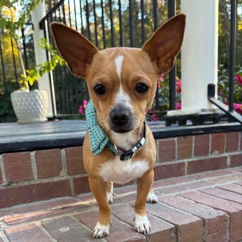 Johnny, adoptable, Young Male Chihuahua.