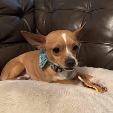 Johnny, an adopted Chihuahua in Wando, SC image 2/5