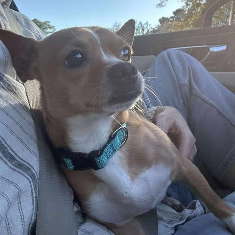 Johnny, an adopted Chihuahua in Wando, SC image 3/5