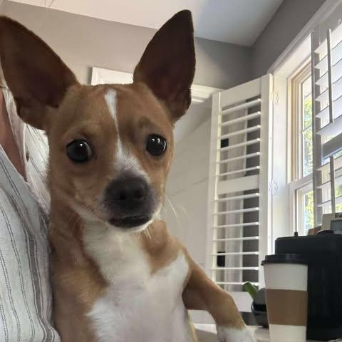 Johnny, an adopted Chihuahua in Wando, SC image 4/5