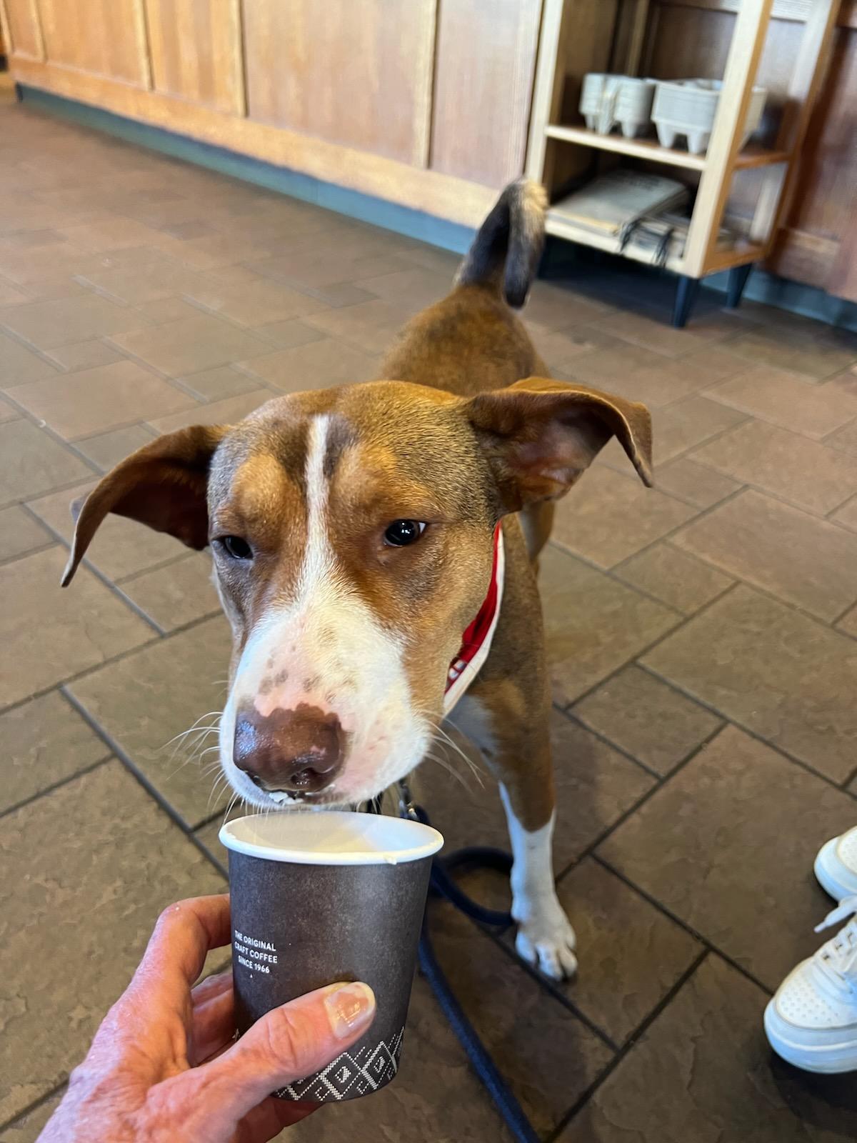 Enlarge Tucker, a ADOPTABLE mixed breed in Concord, CA image 2/6