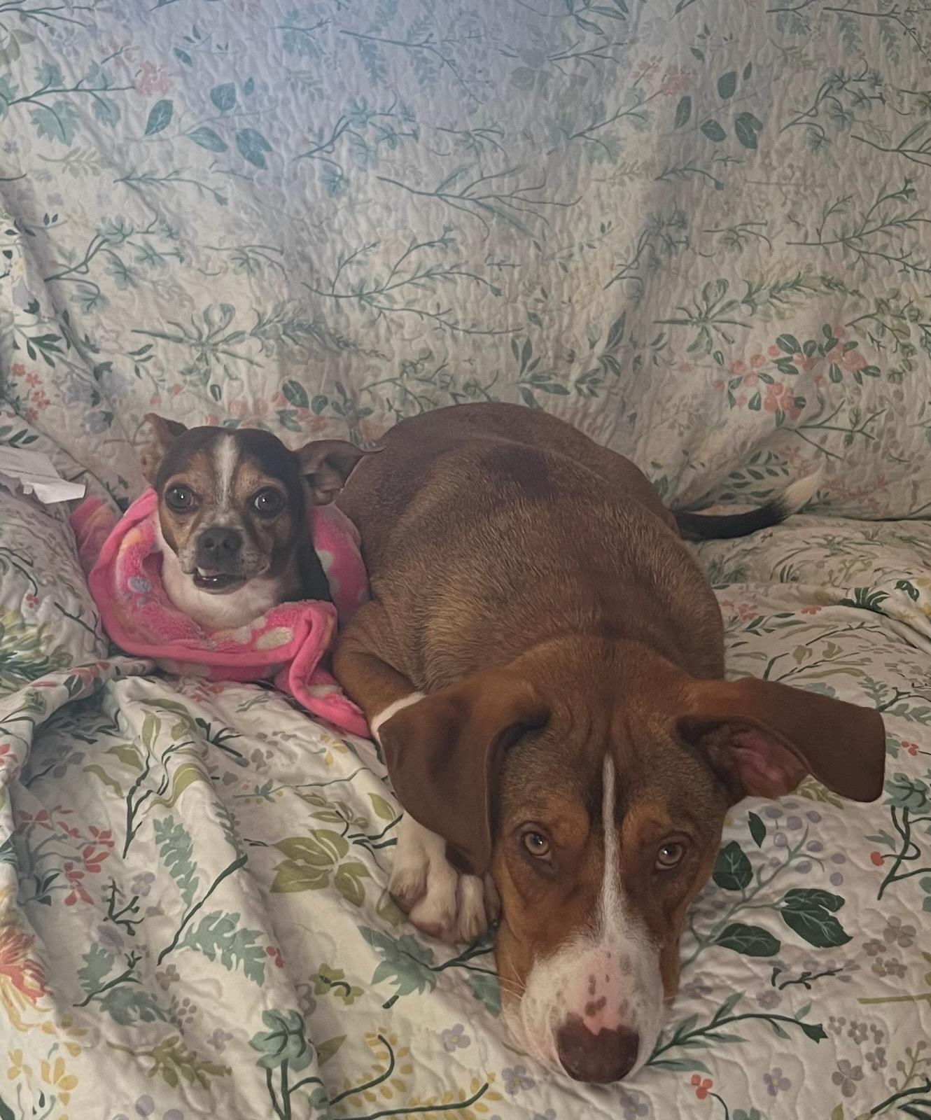 Enlarge Tucker, a ADOPTABLE mixed breed in Concord, CA image 5/6