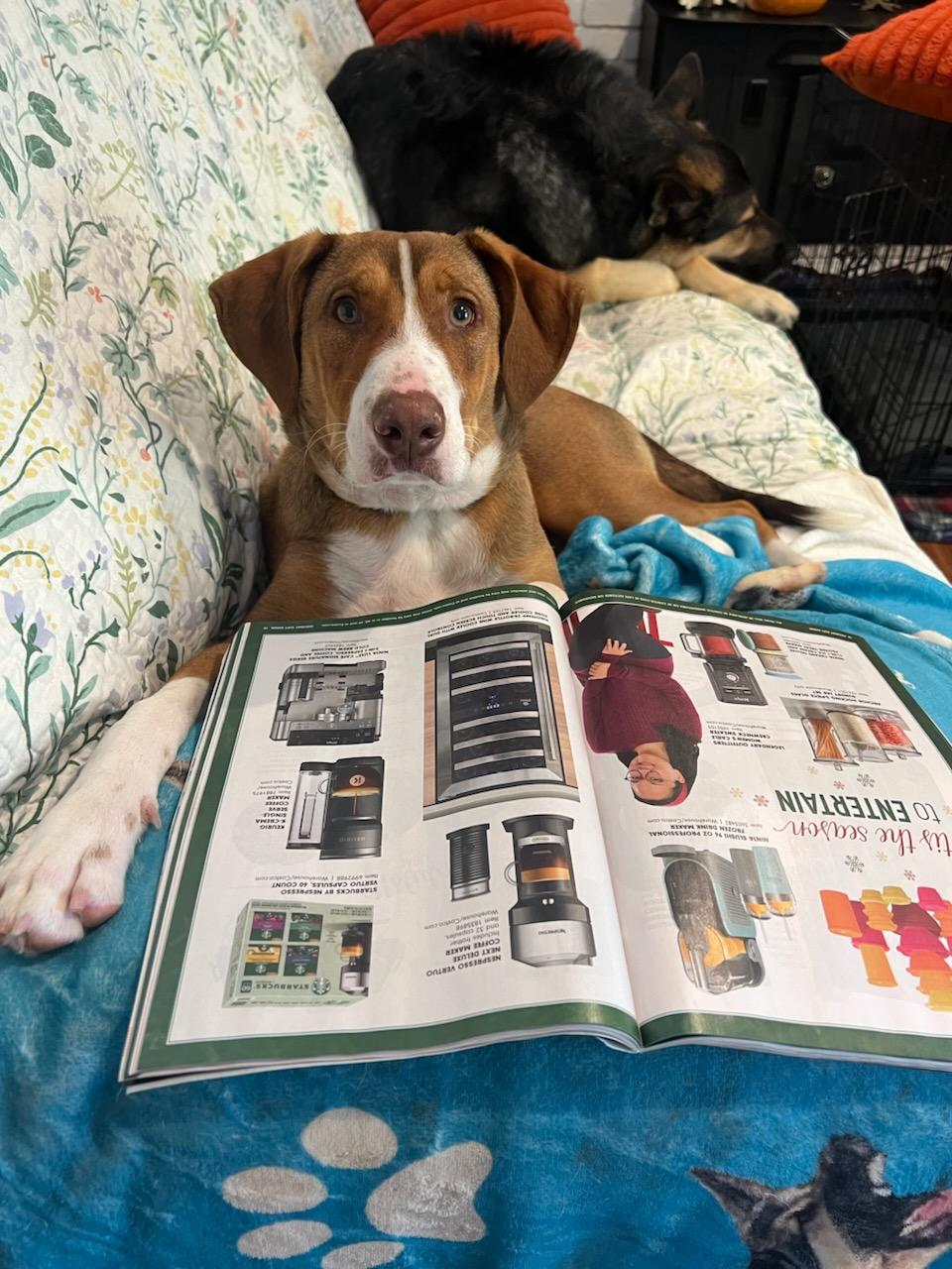 Enlarge Tucker, a ADOPTABLE mixed breed in Concord, CA image 3/6