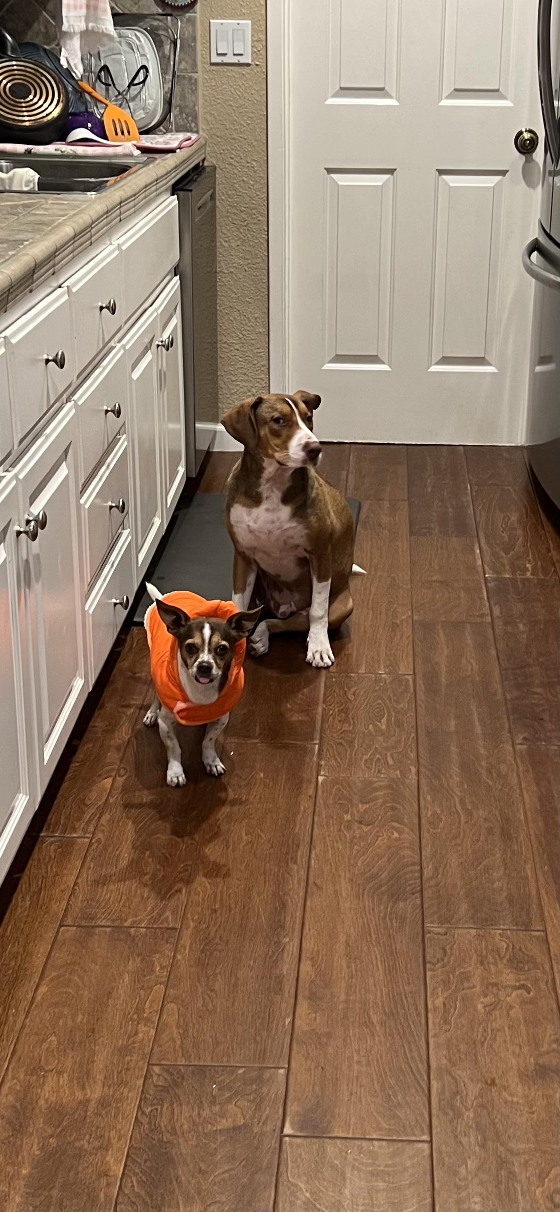 Enlarge Tucker, a ADOPTABLE mixed breed in Concord, CA image 6/6