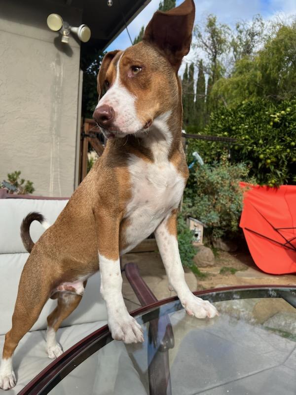 Tucker, ADOPTABLE, Young Male Labrador Retriever.