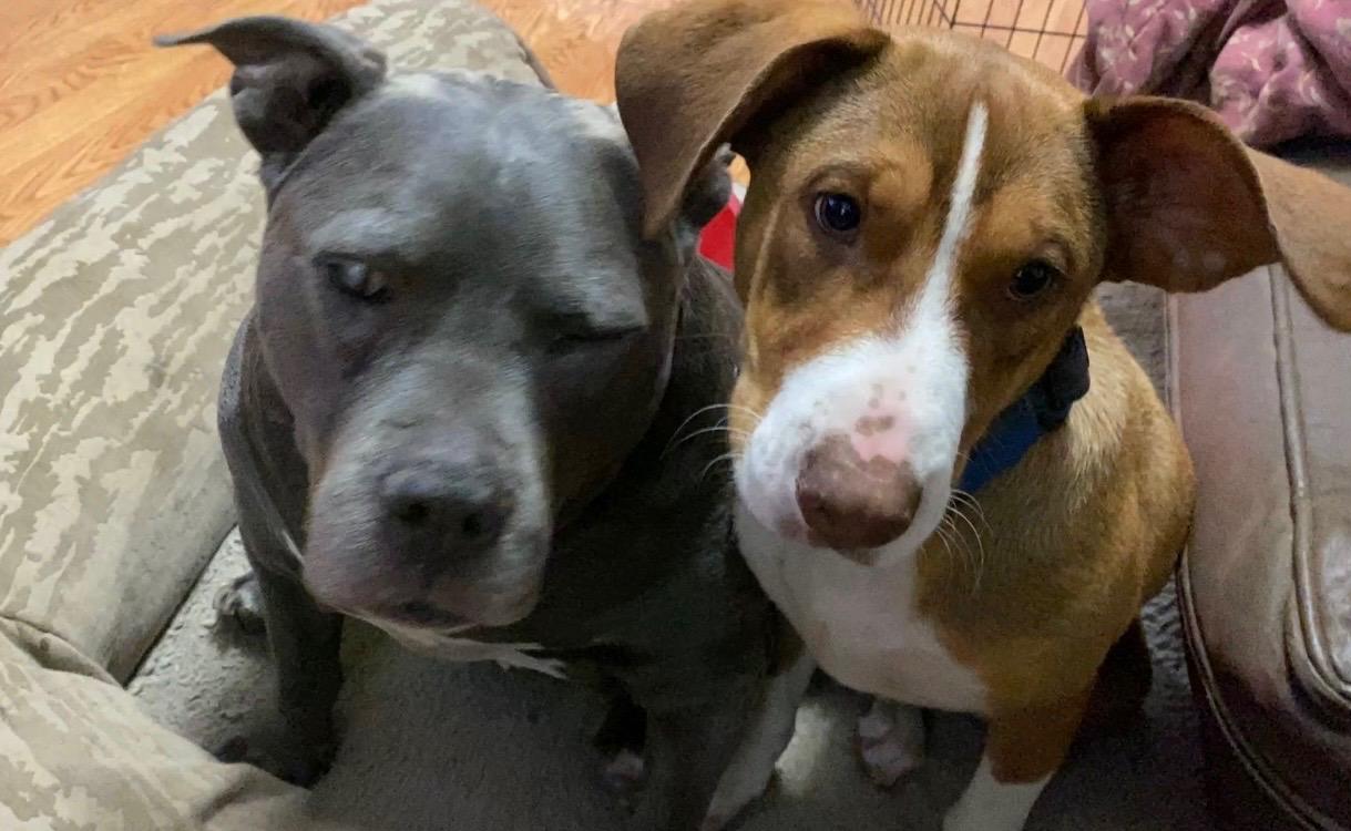 Enlarge Tucker, a ADOPTABLE mixed breed in Concord, CA image 4/6