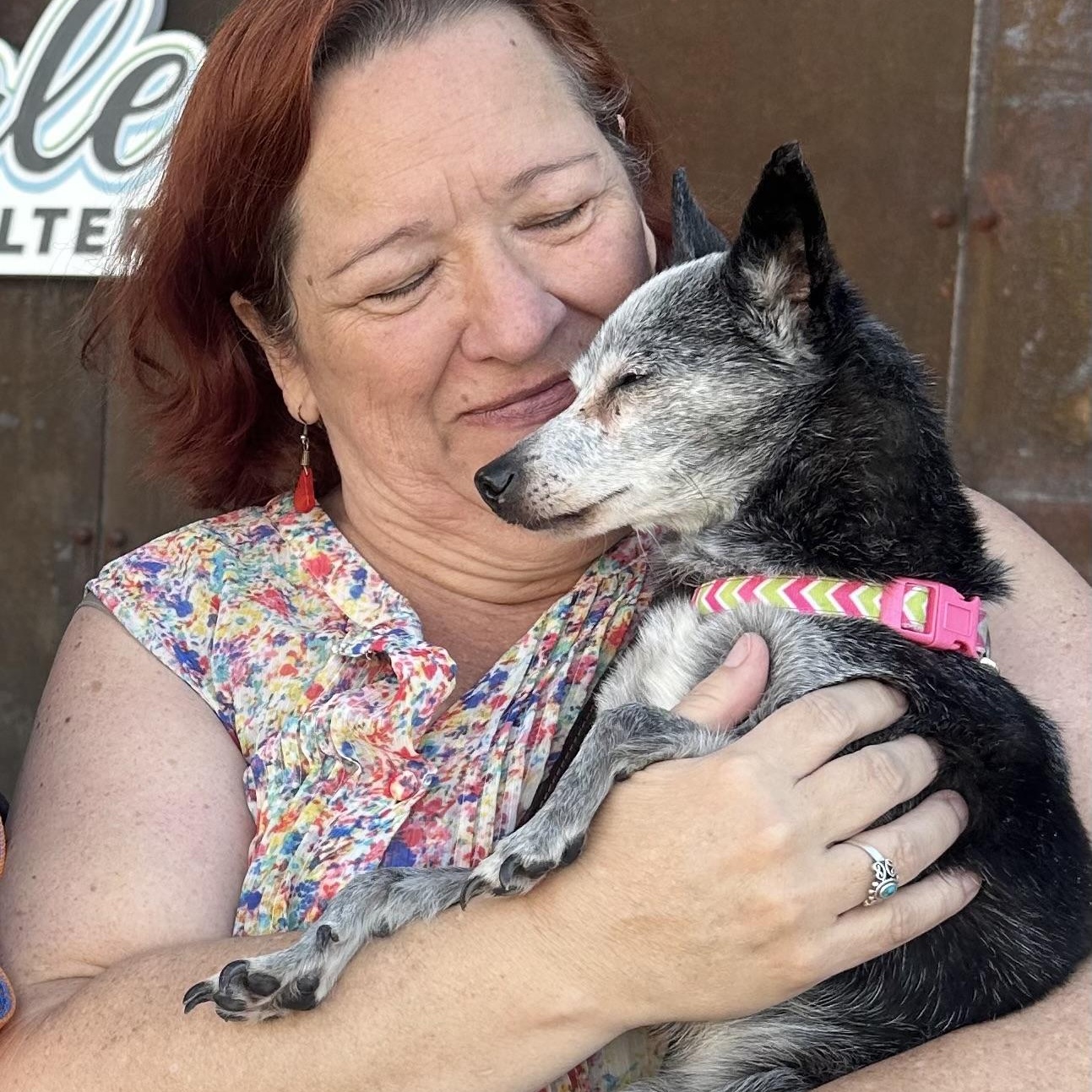 Enlarge Phyllis in Colorado , a ADOPTABLE Mixed Breed in Boulder, CO image 3/6