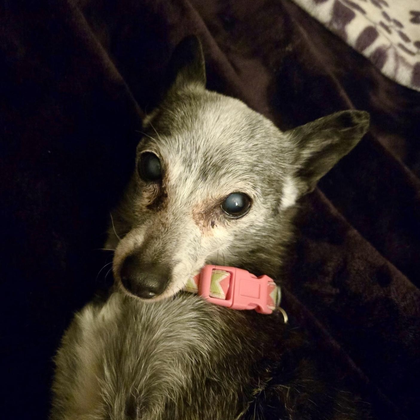 Enlarge Phyllis in Colorado , a ADOPTABLE Mixed Breed in Boulder, CO image 5/6