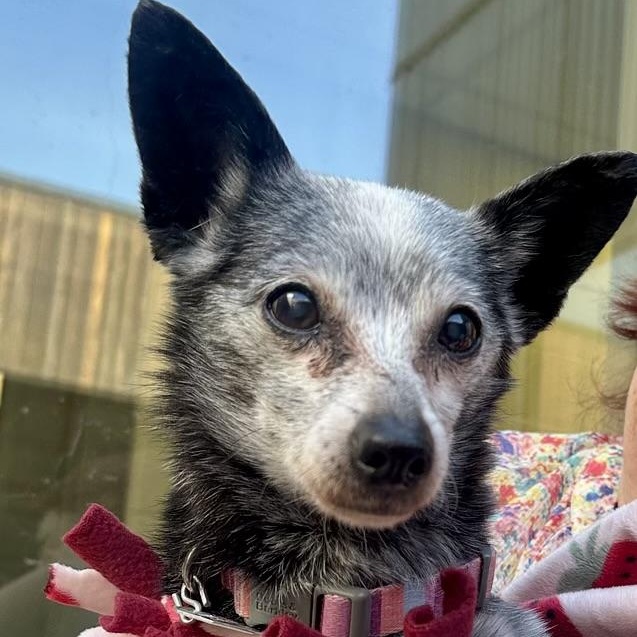 Enlarge Phyllis in Colorado , a ADOPTABLE Mixed Breed in Boulder, CO image 2/6