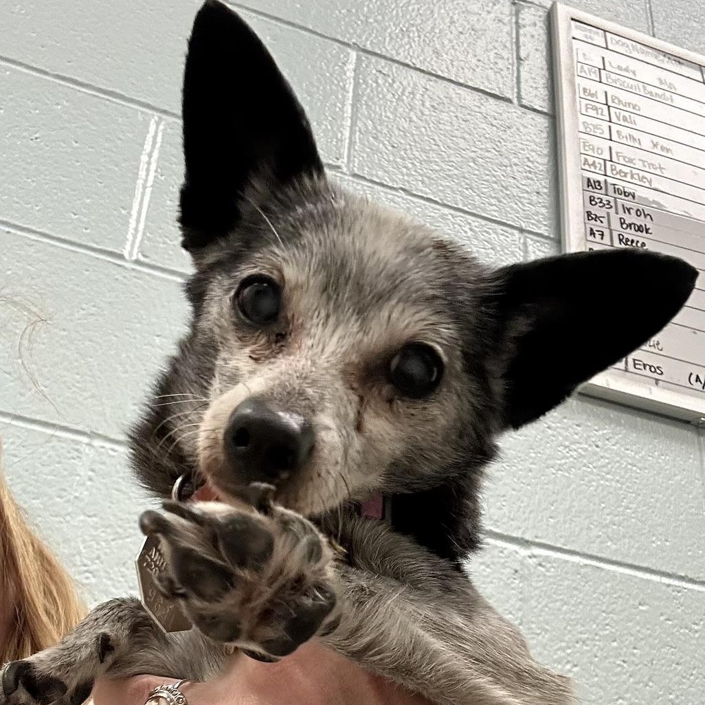 Enlarge Phyllis in Colorado , a ADOPTABLE Mixed Breed in Boulder, CO image 4/6