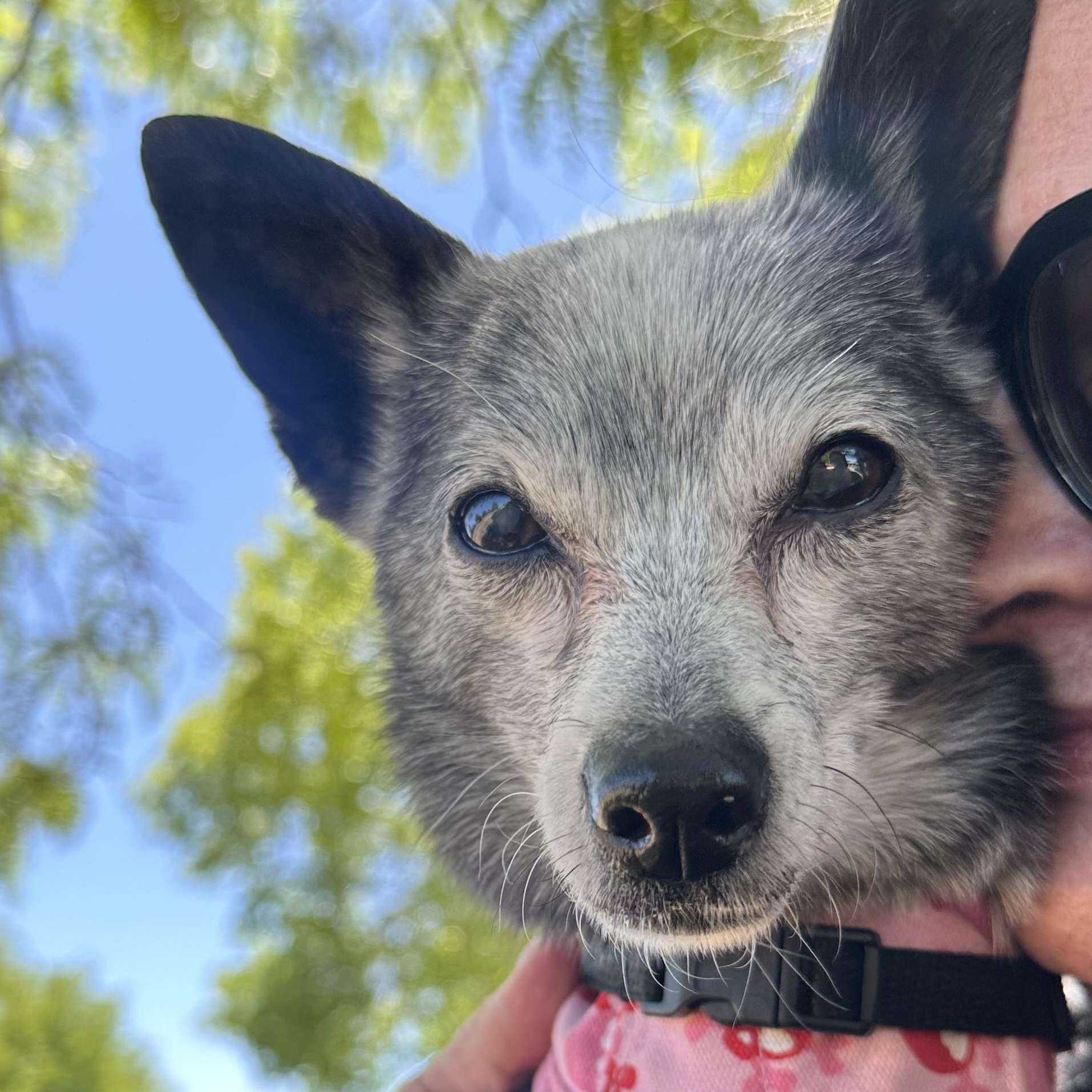 Enlarge Phyllis in Colorado , a ADOPTABLE Mixed Breed in Boulder, CO image 1/6