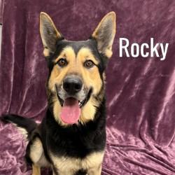 Enlarge Rocky, a ADOPTABLE German Shepherd Dog in Pleasantville, NJ image 1/1