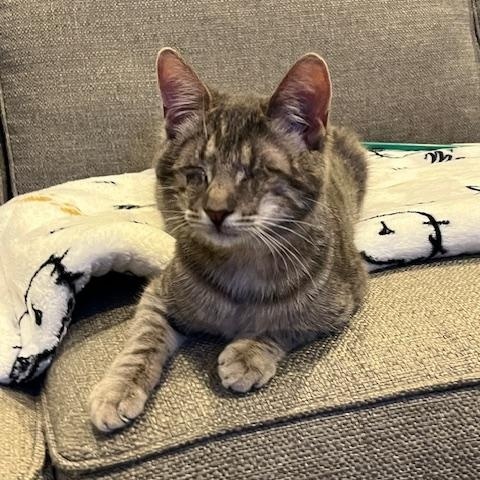 Enlarge Minnie, a Adoptable Domestic Short Hair in Manorville, NY image 2/3