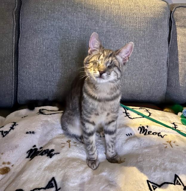 Minnie, Adoptable, Kitten Female Domestic Short Hair.